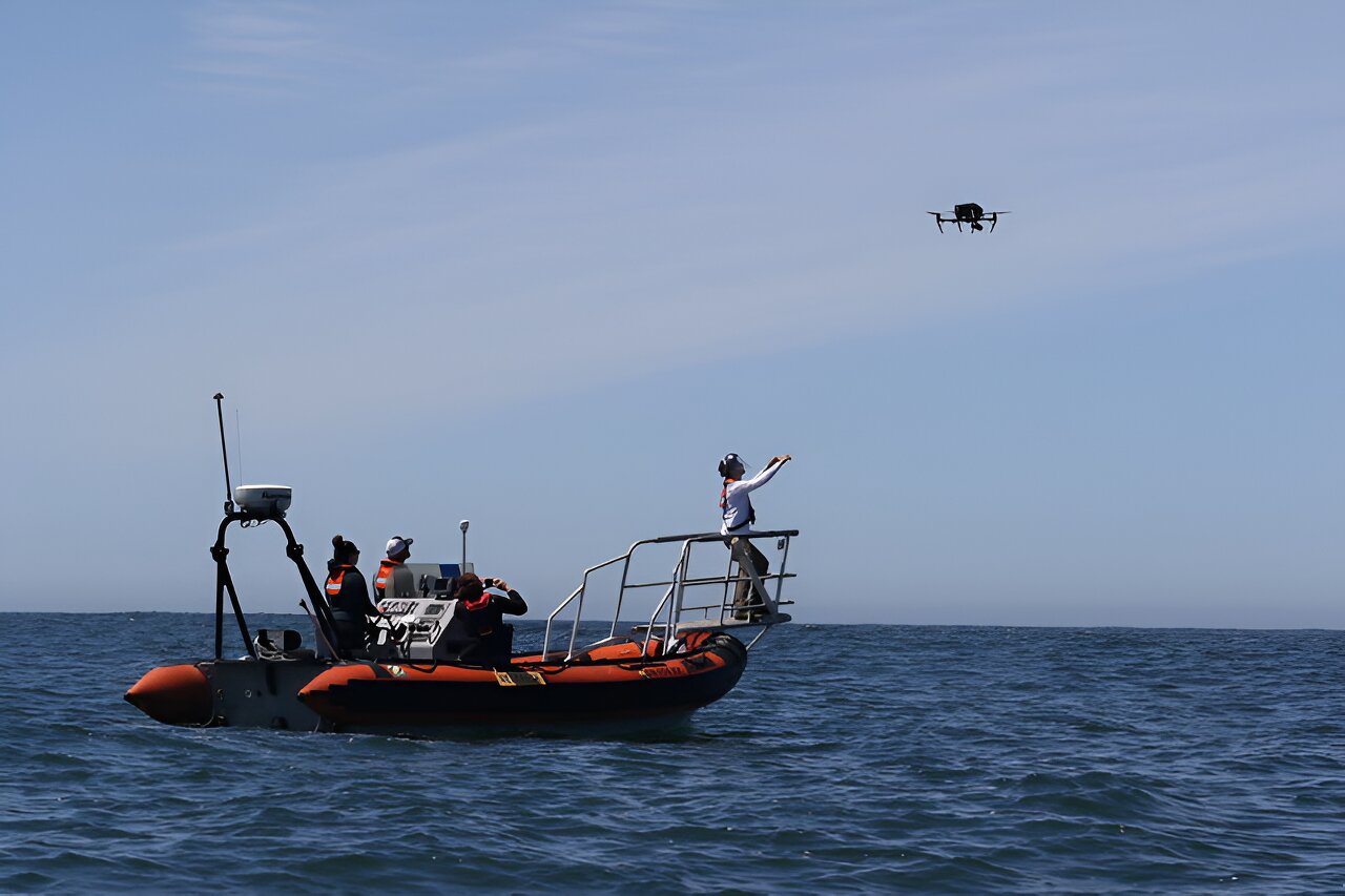 在太平洋西北海岸觅食的灰鲸比那些远游觅食的灰鲸要小