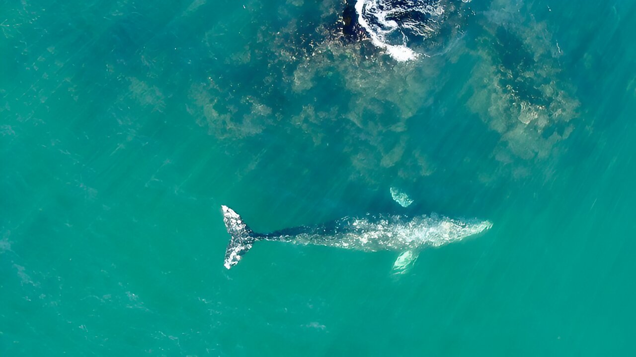 在太平洋西北海岸觅食的灰鲸比那些远游觅食的灰鲸要小