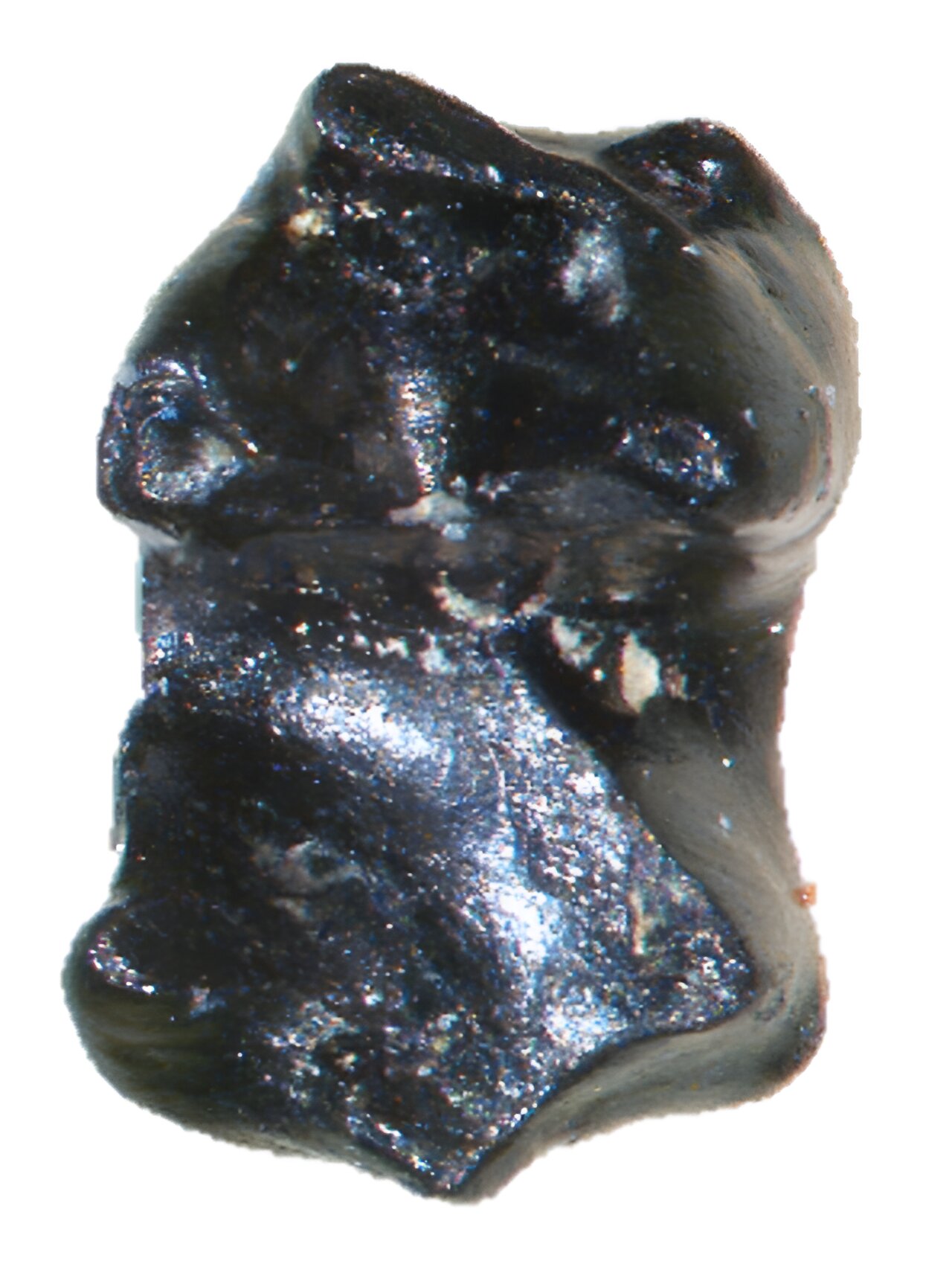 小小哺乳动物“冰鼠”Sikuomys mikros在恐龙时代的北极严寒中幸存下来