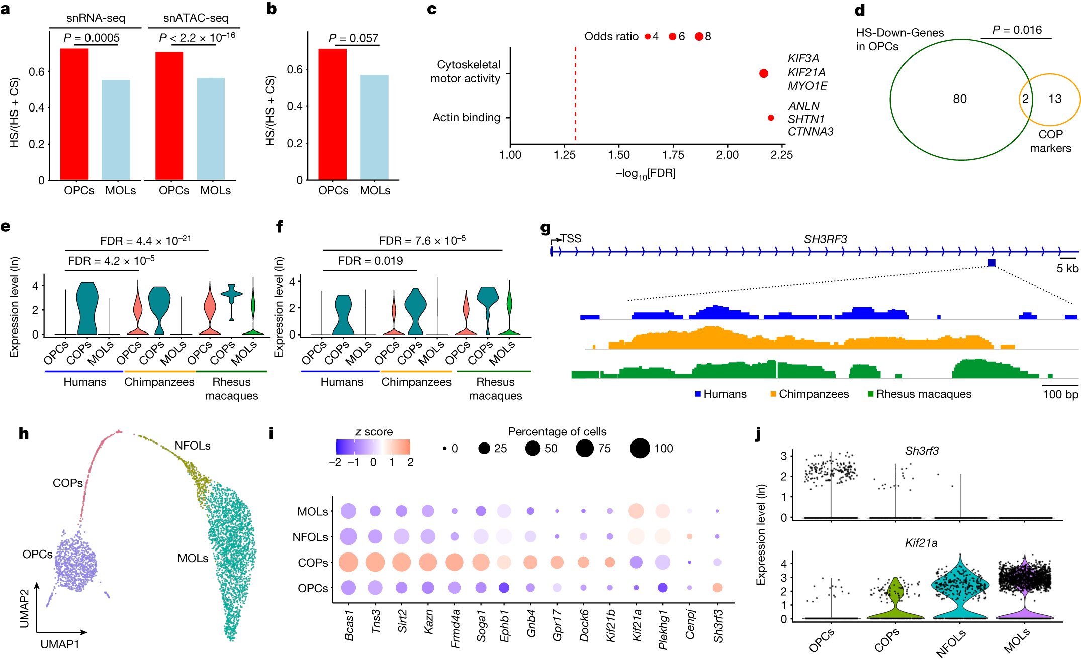研究发现人类大脑特有的特征 将现代人与其最近的灵长类亲戚和古代人类祖先区分开来