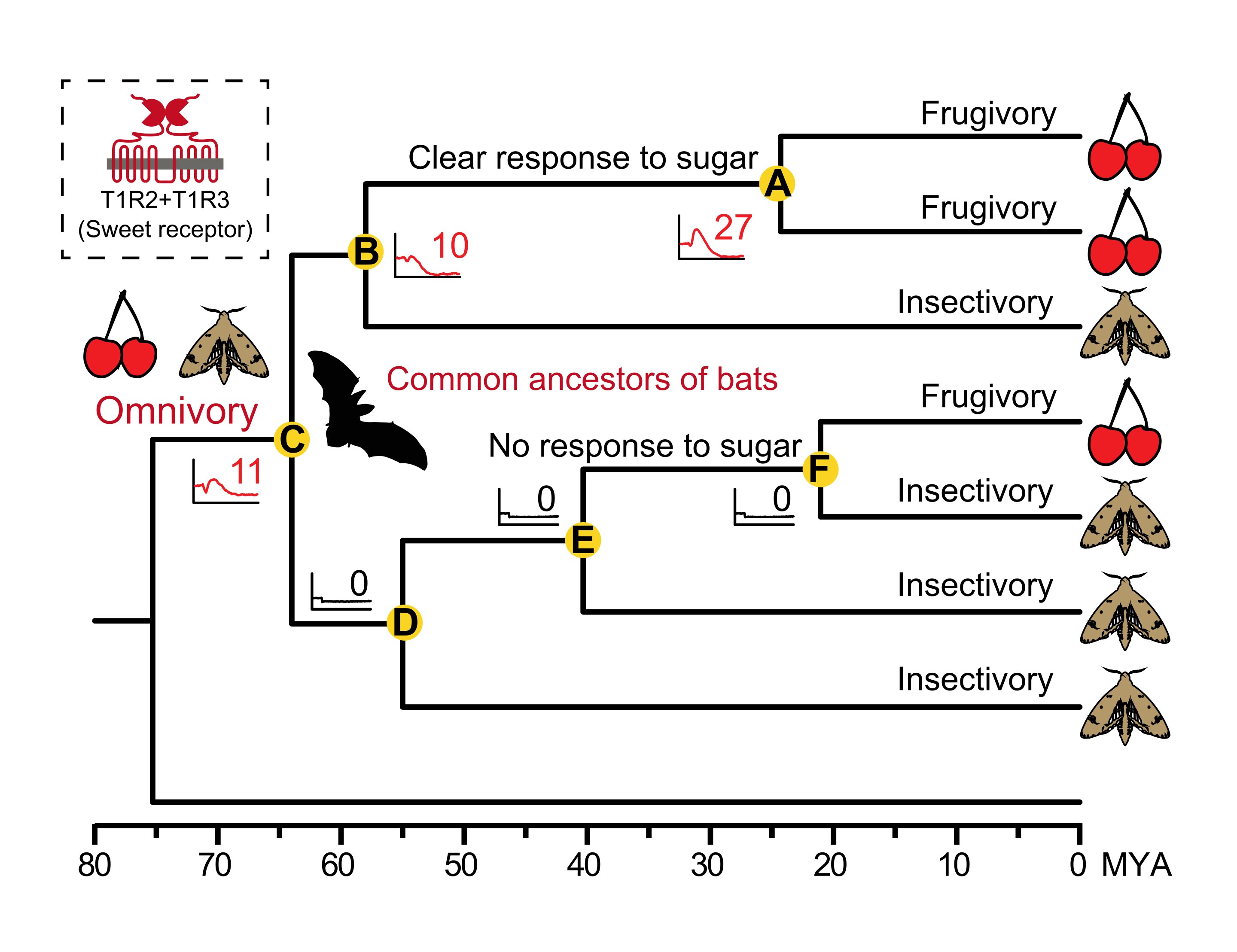 ����������ζ�������ĸ������Ĺ�ͬ��������ʳ�Ե�
