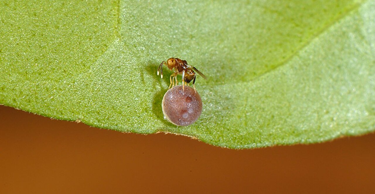 太平洋黄蜂在首次被发现一个多世纪后被命名为新物种