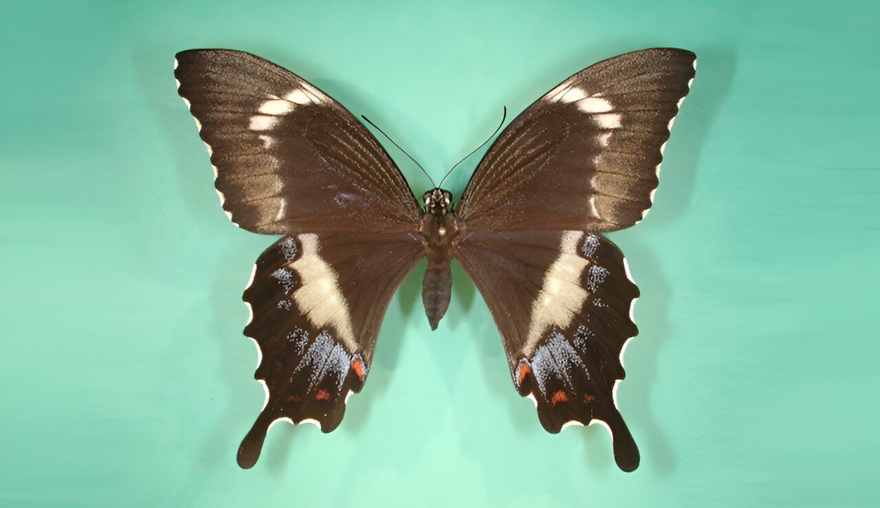 太平洋黄蜂在首次被发现一个多世纪后被命名为新物种