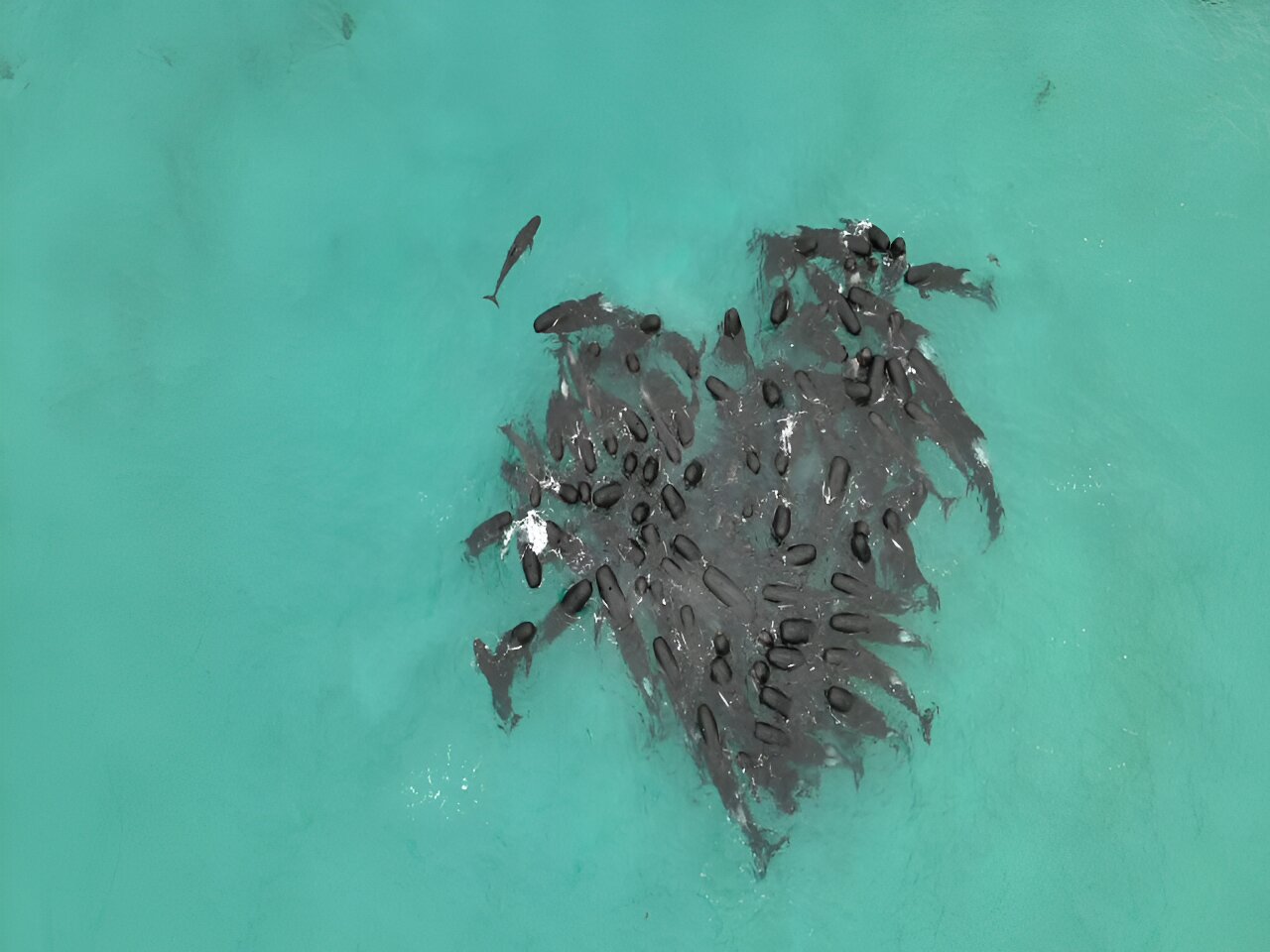 大规模鲸鱼搁浅的持久谜团