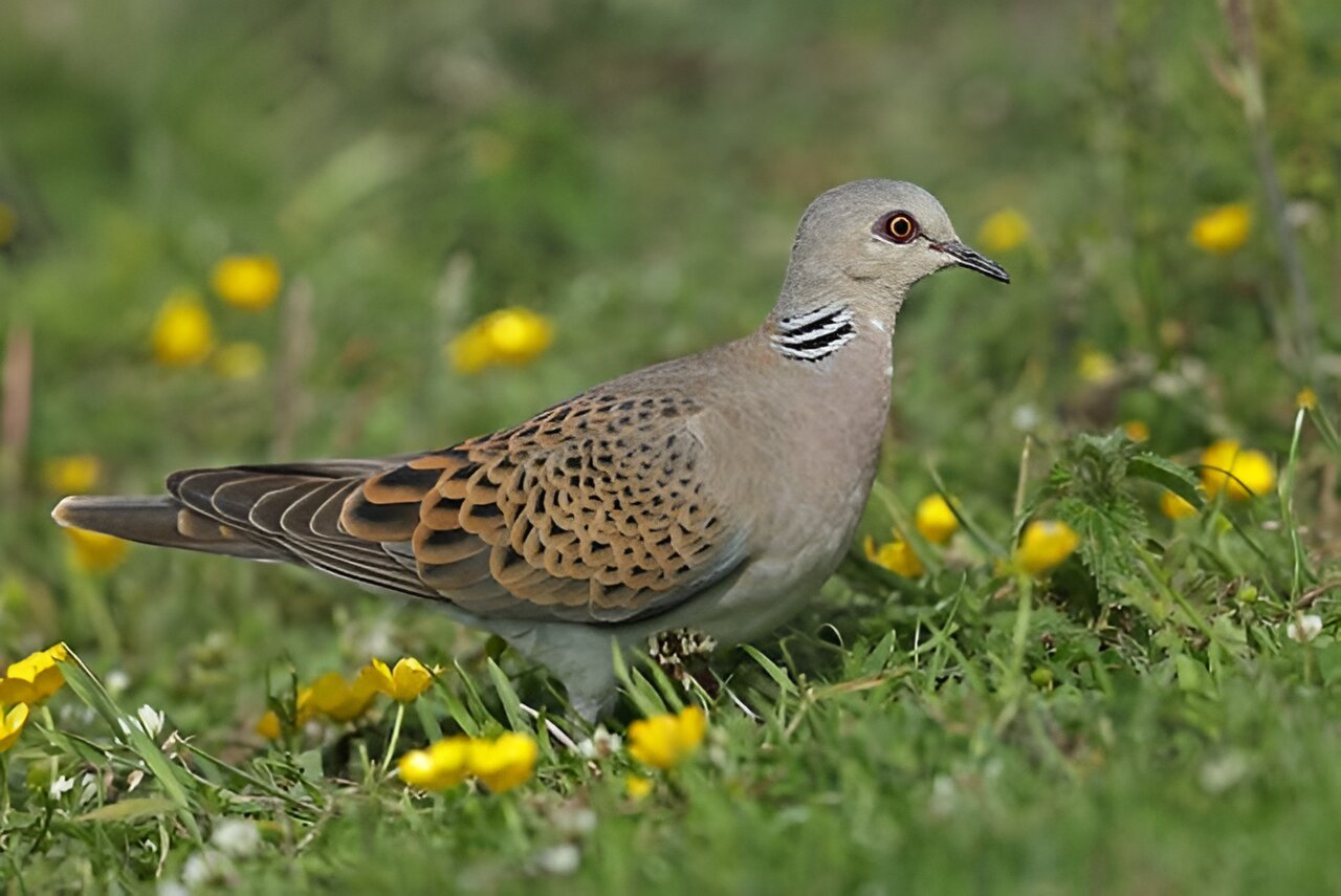 ŷ�޵�Ұ�����������������а취��������������