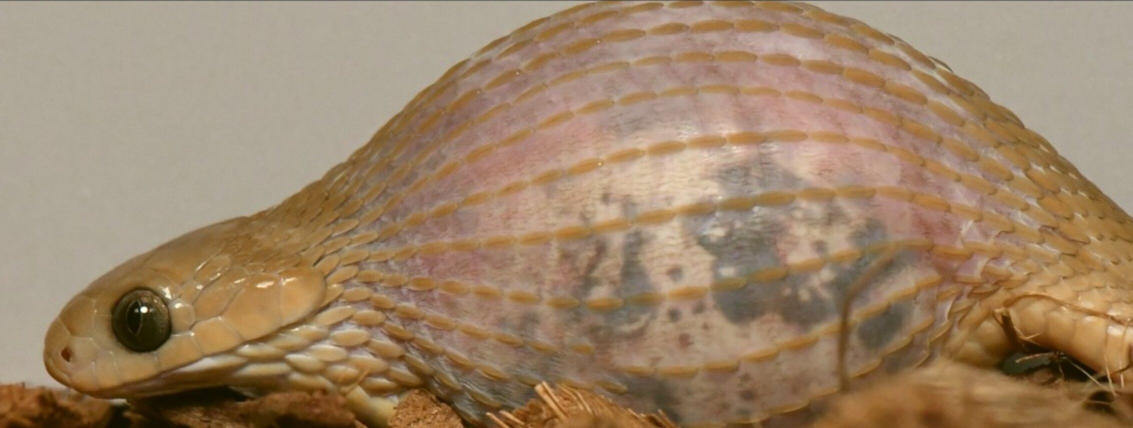 Dasypeltis gansi:相对于它的体型,非洲小蛇能吞下最大的猎物