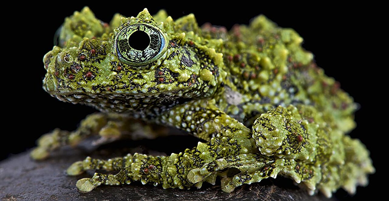 新的两栖动物系谱表明它们的进化比先前认为的晚了几千万年