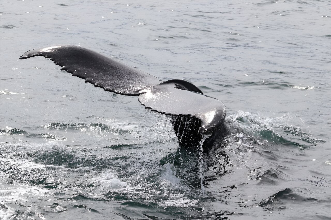冰岛将在更严格的条件下恢复捕鲸