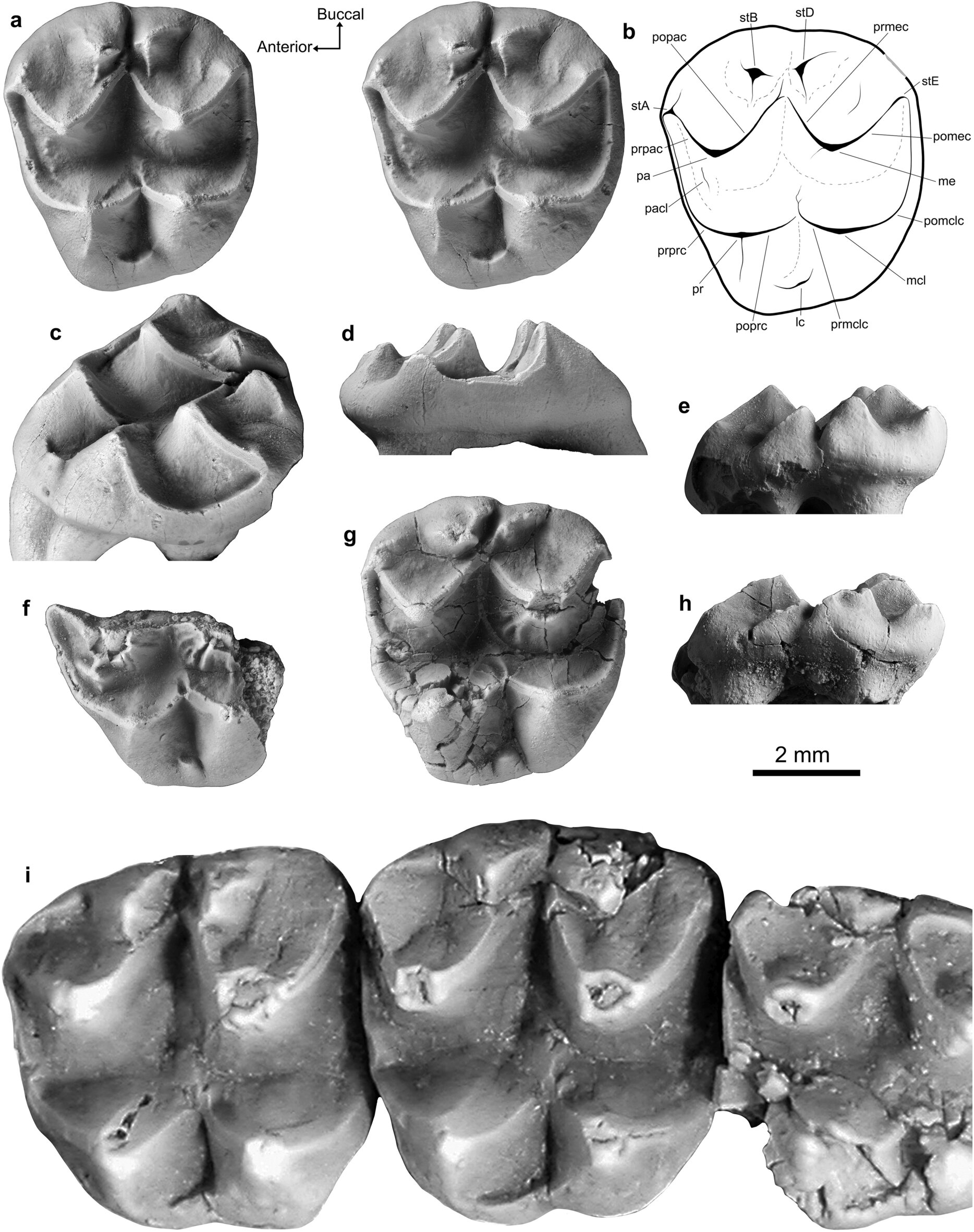 澳大利亚中部出土已知最古老的考拉亲戚化石