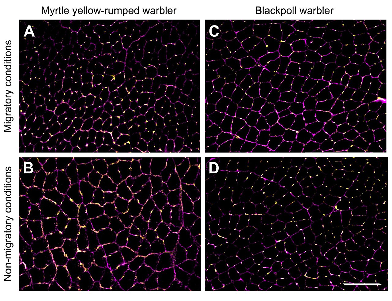 迁徙的鸣禽被发现改变呼吸方式以在高空飞行