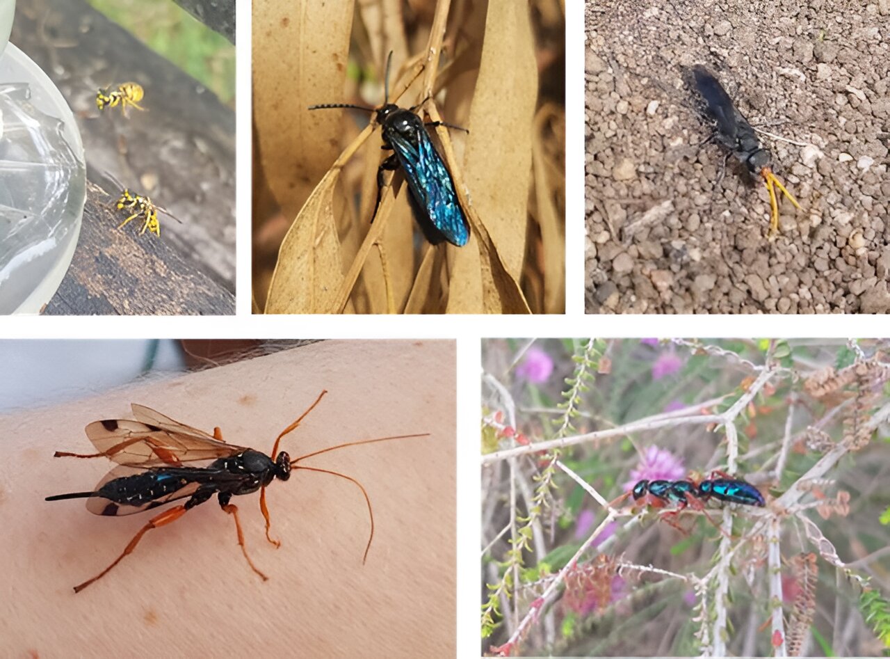 研究表明黄蜂比你想象的要聪明,而且对生态有重要意义