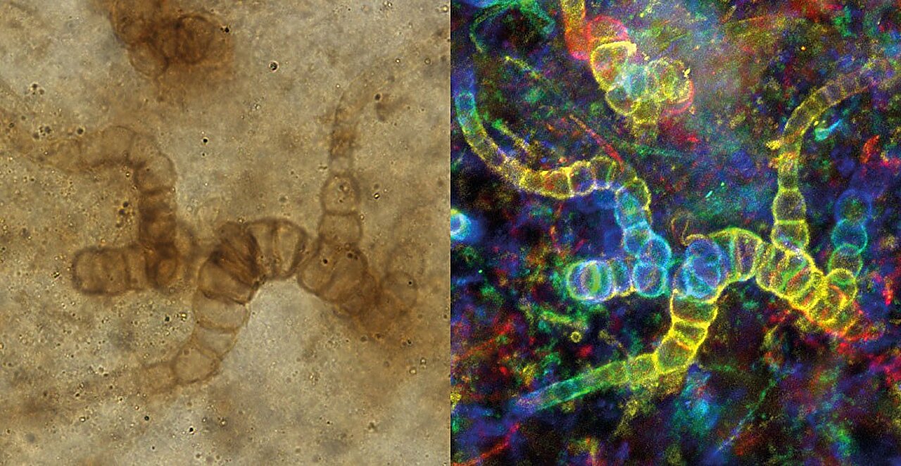 蓝细菌Langiella scourfieldii的新化石有助了解微生物是如何在陆地上定居