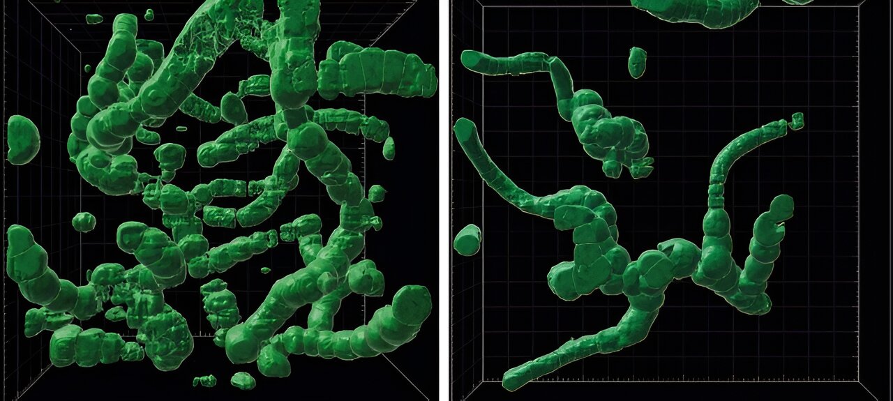 蓝细菌Langiella scourfieldii的新化石有助了解微生物是如何在陆地上定居