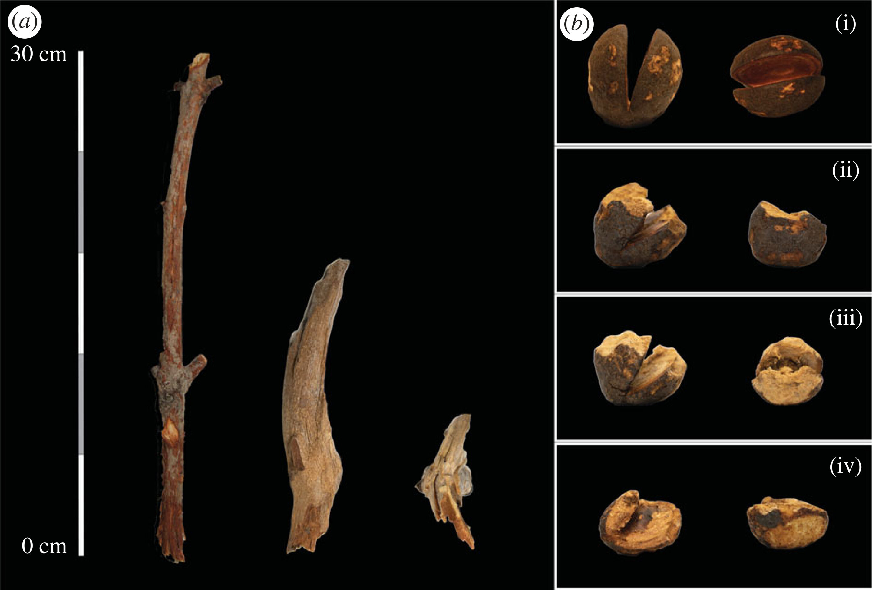 ��鵷�ͷ��������֦����������û���֦