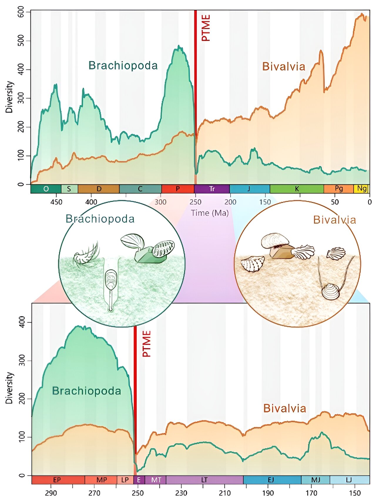 研究称贝壳生物物种在适应地球上最大的灭绝时没有竞争