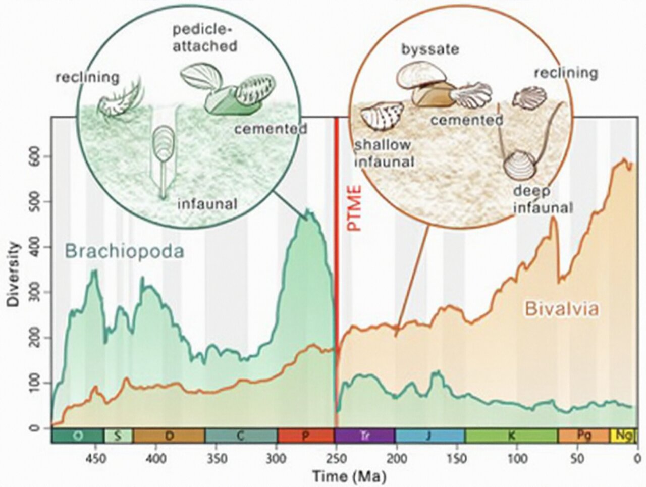 研究称贝壳生物物种在适应地球上最大的灭绝时没有竞争