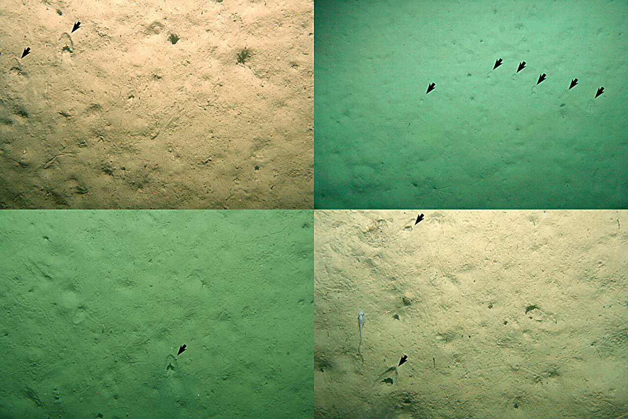 研究发现新西兰奥特罗亚深海神秘标记的起源:底尾鱈