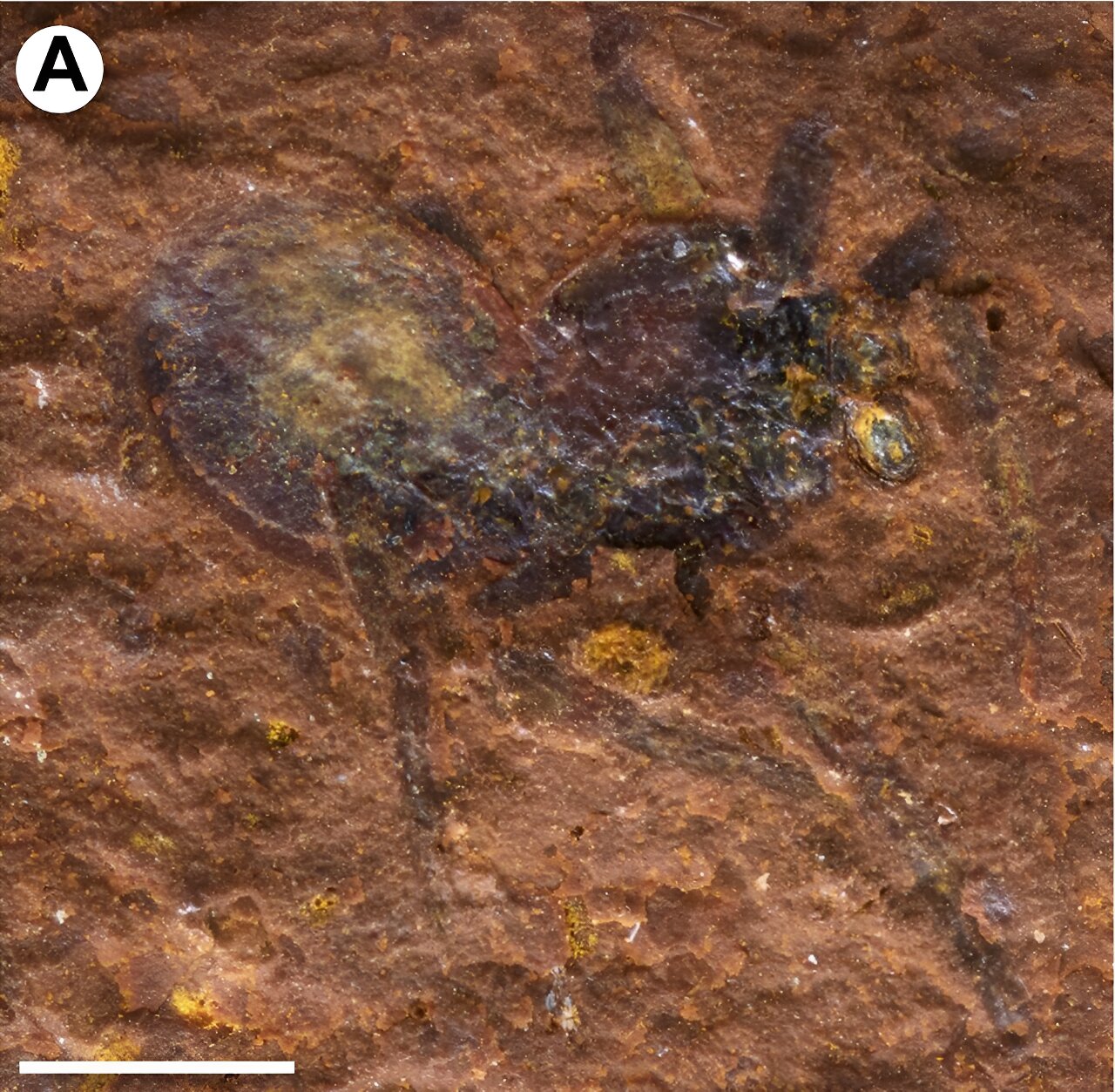 一只跳蛛化石1500万年的旅程