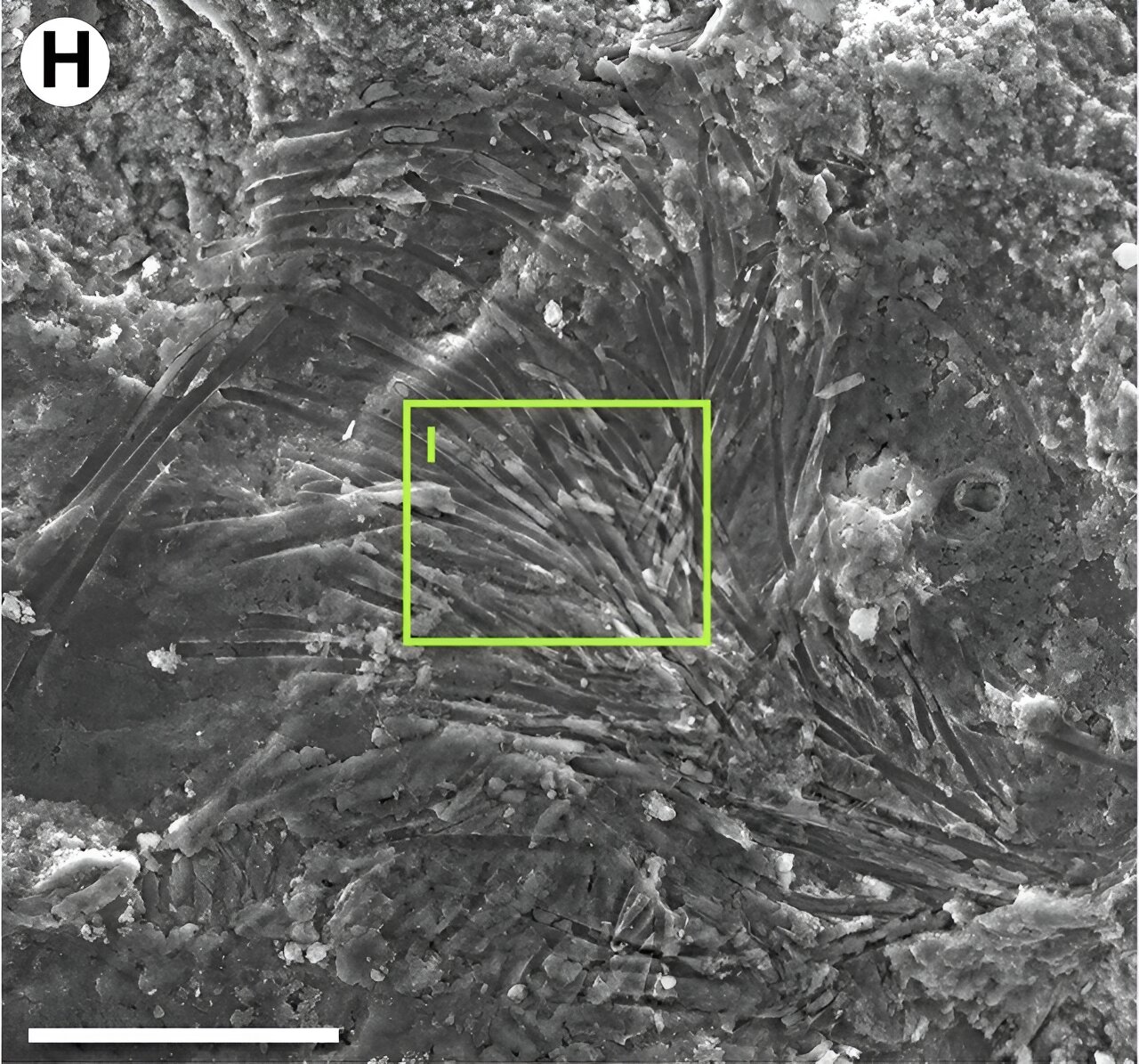 一只跳蛛化石1500万年的旅程