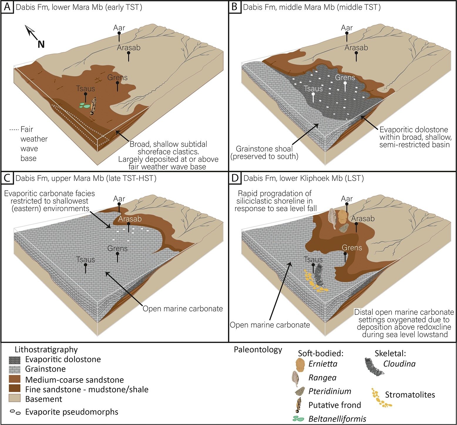 埃迪卡拉纪化石揭示了导致地球生命扩张的生物矿化起源