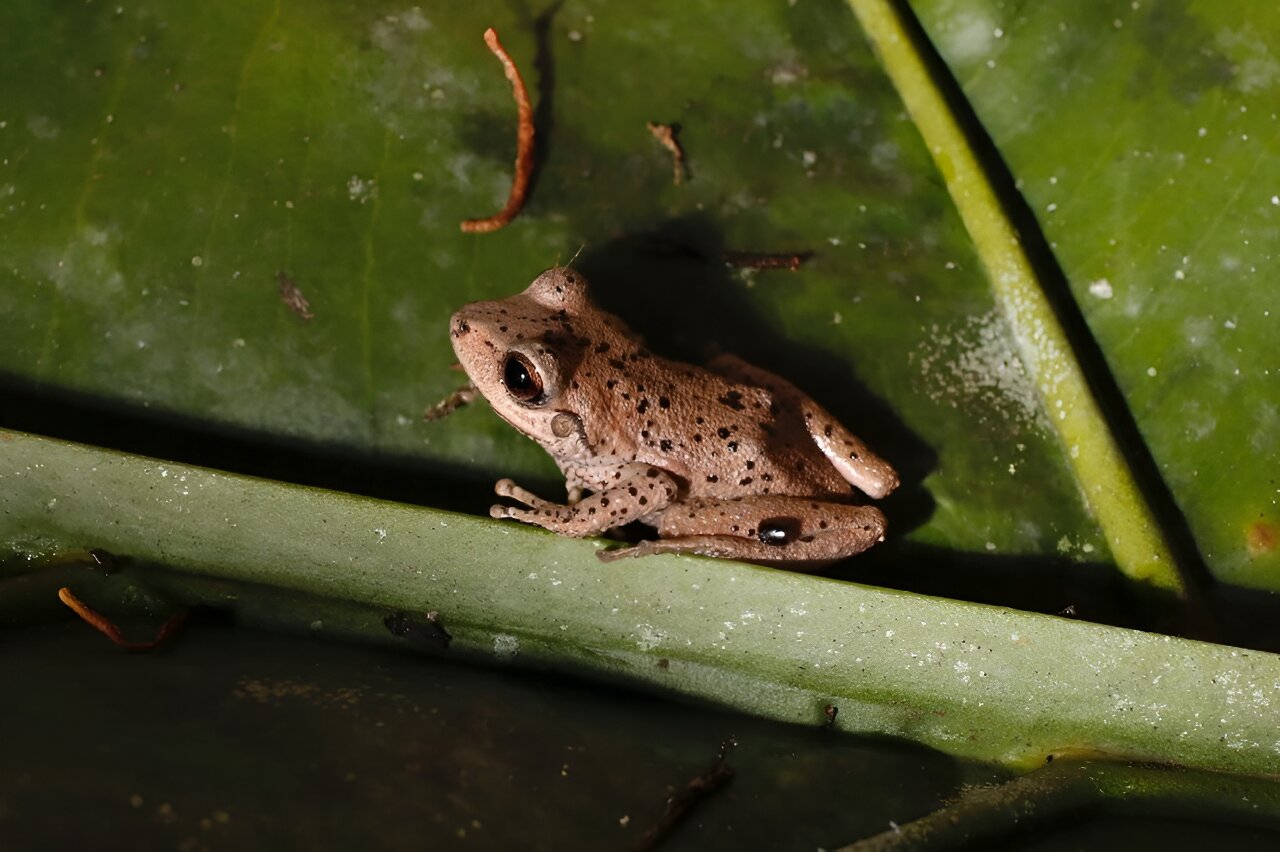 气候变化是两栖动物数量减少的主要原因