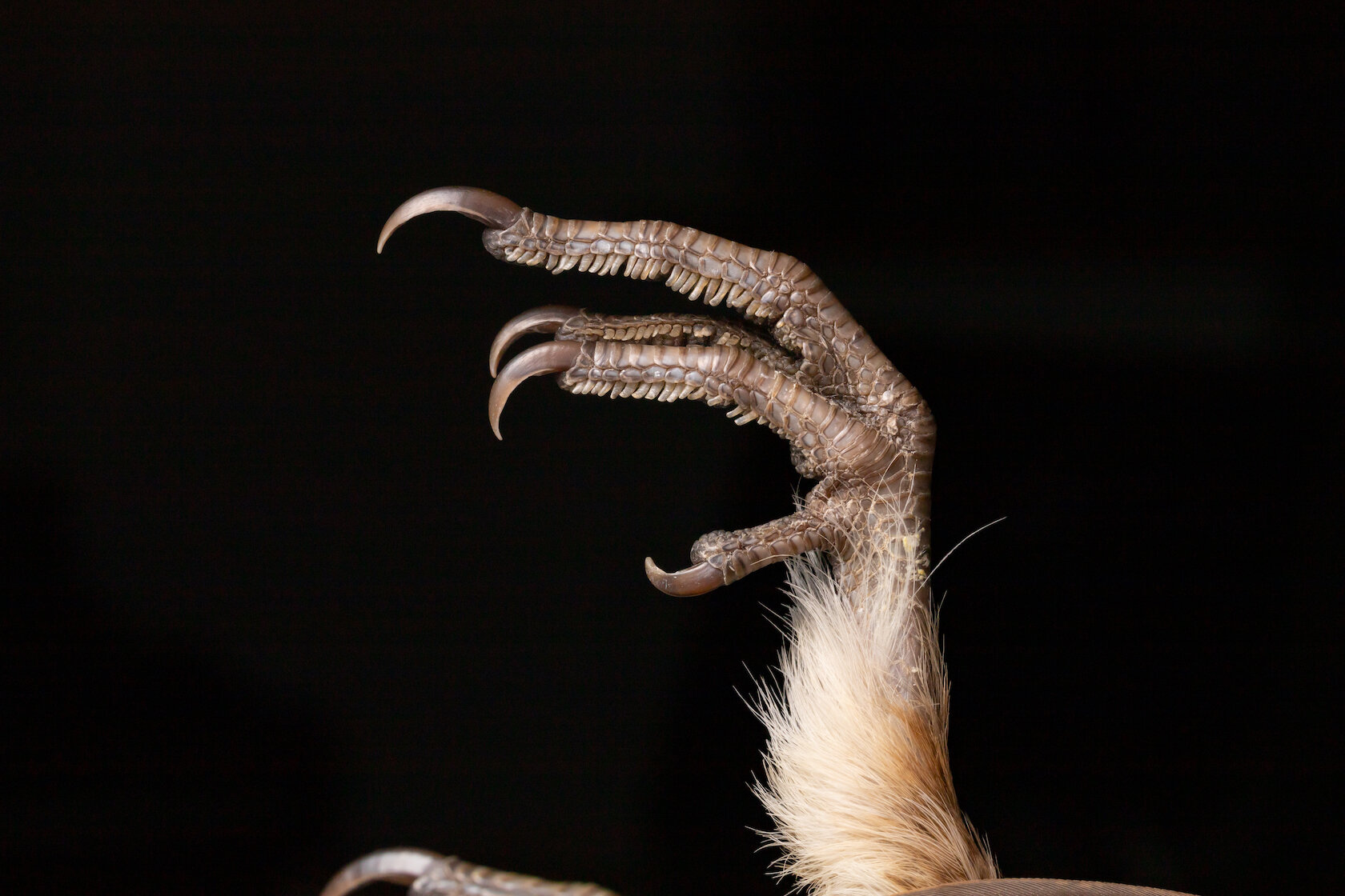 基因研究发现松鸡种群比预期更有弹性