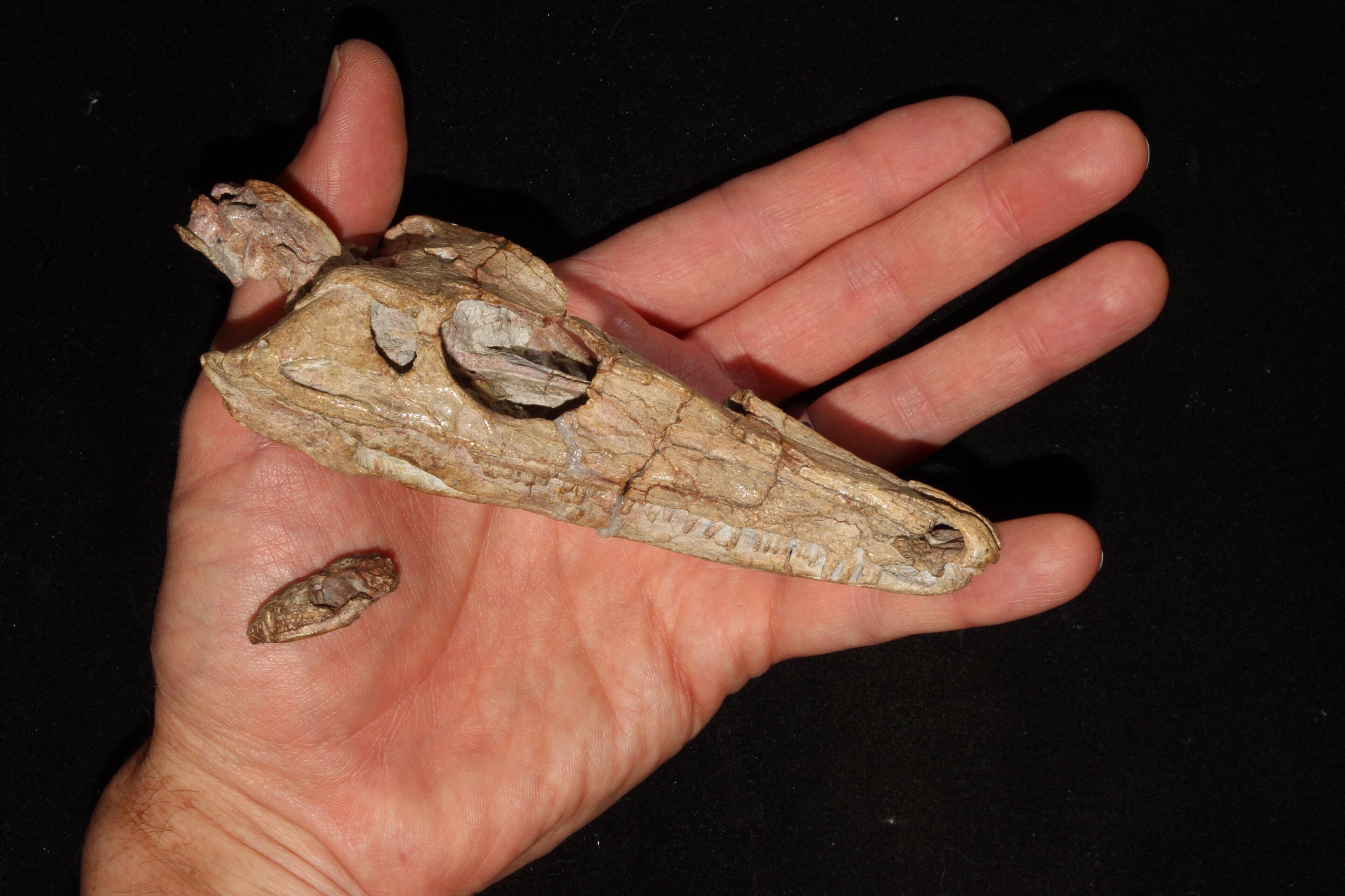 从大灭绝中幸存下来的哺乳动物并不像科学家想象的那样“无聊”