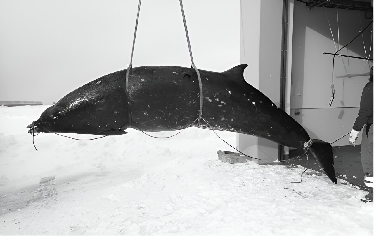 在北海道的寒冷水域发现鲜为人知的突吻鲸