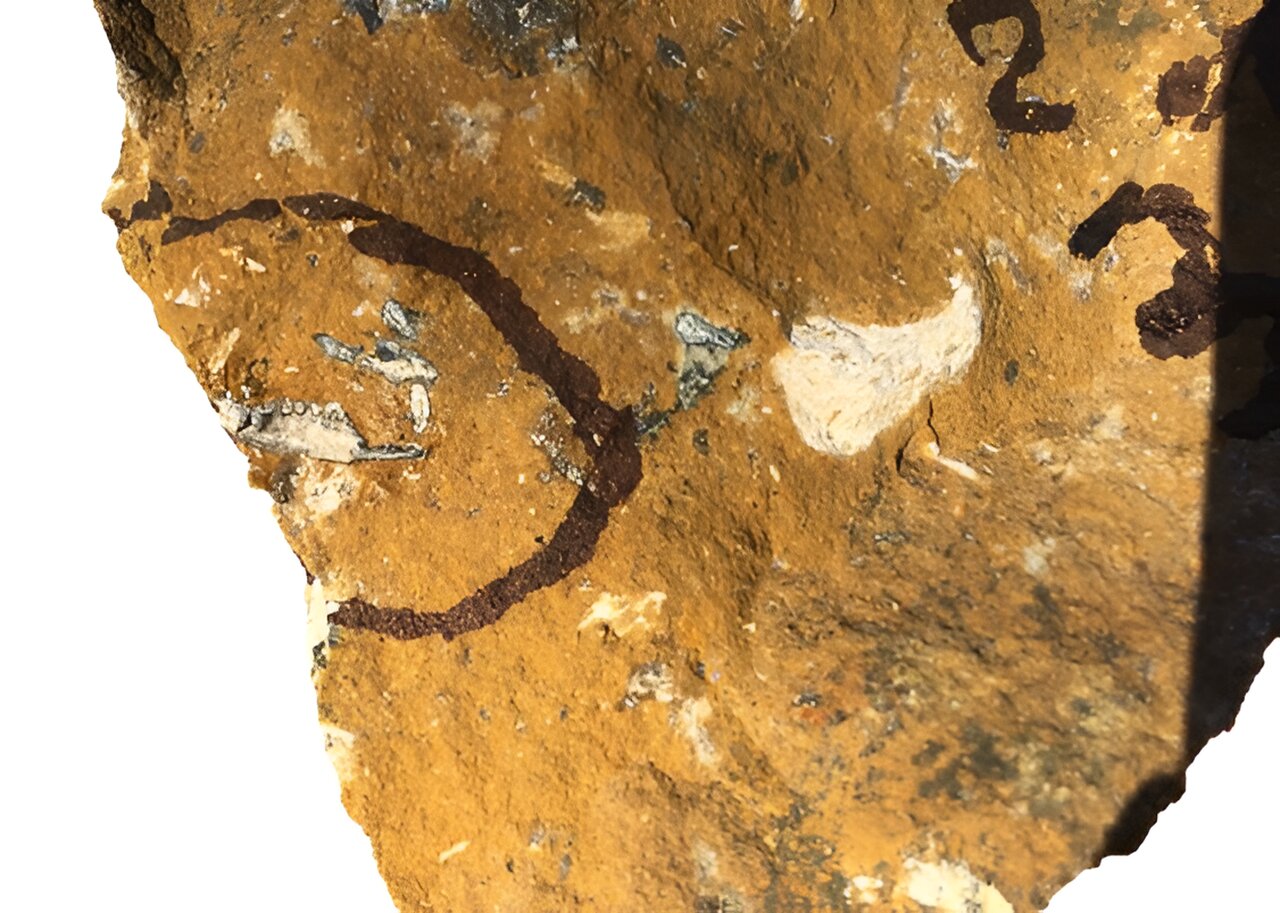 化石研究显示新几内亚的羽尾袋貂最初生活在澳大利亚