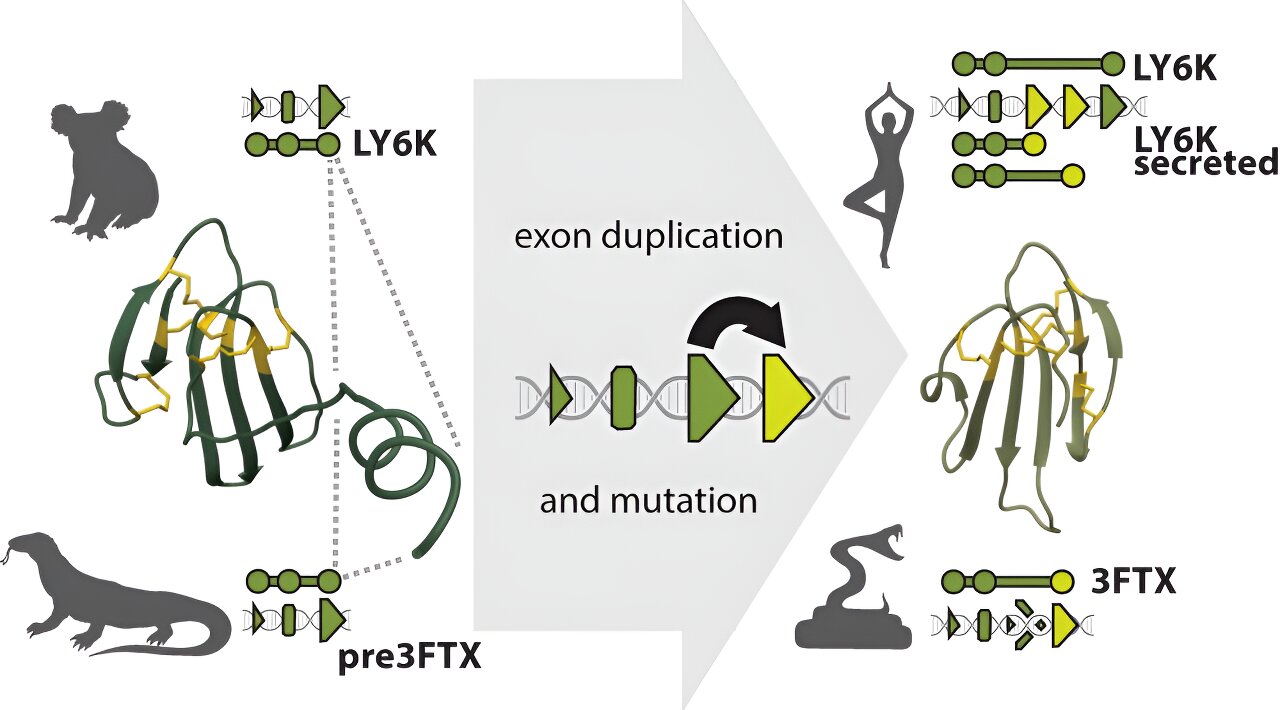 三指蛇毒素的进化史被解码