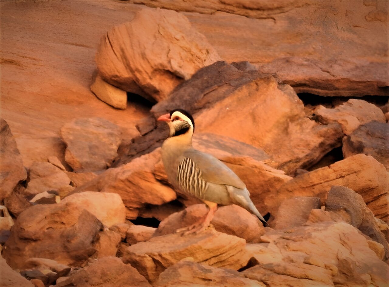 调查最近在沙特阿拉伯哈拉特乌瓦伊里德生物圈保护区发现的阿拉伯鹧鸪种群