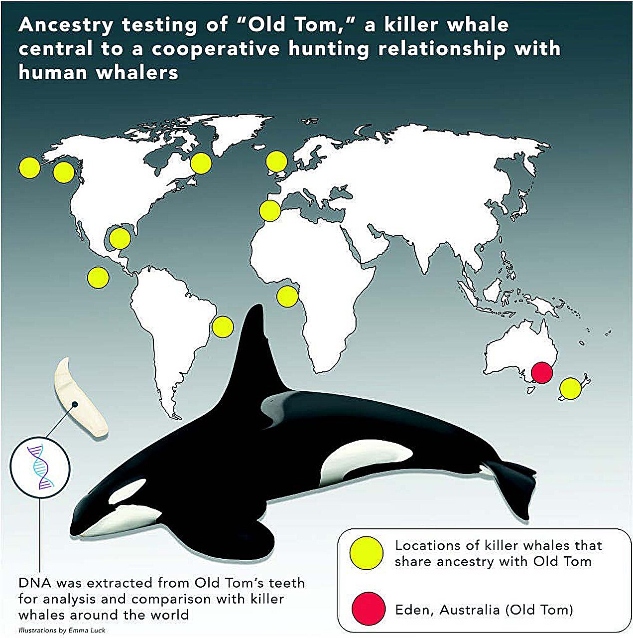 基因研究揭示“老汤姆”和伊甸园虎鲸的进化秘密