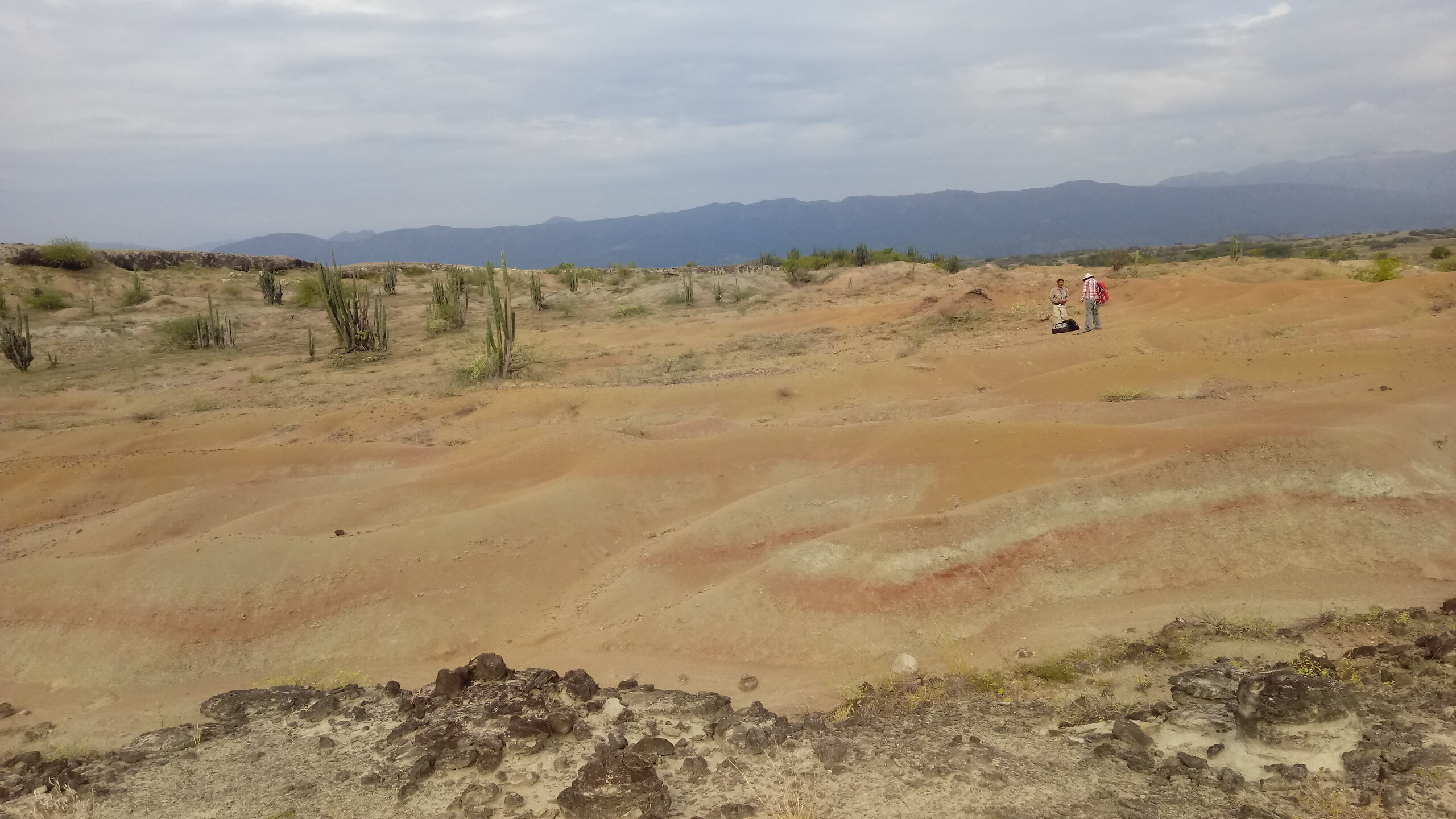 非凡的化石发现揭示了灭绝的剑齿有袋动物的体重和饮食细节