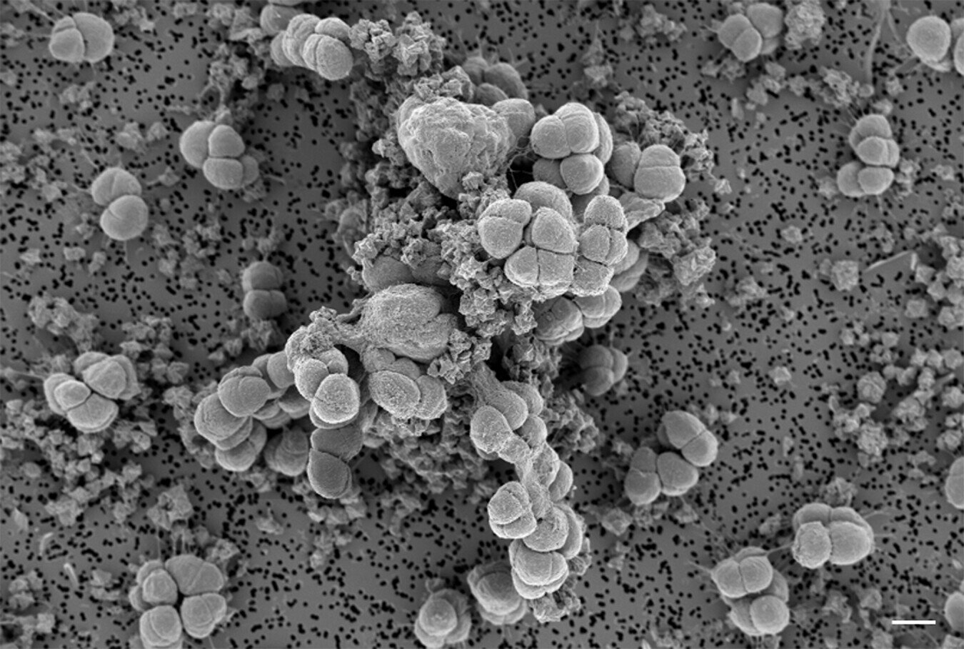 古代微生物如何从环境中提取重要的金属