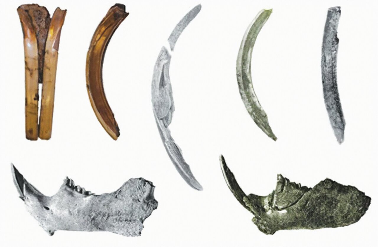 研究表明海狸对石器时代的人们的生活方式有很大的影响