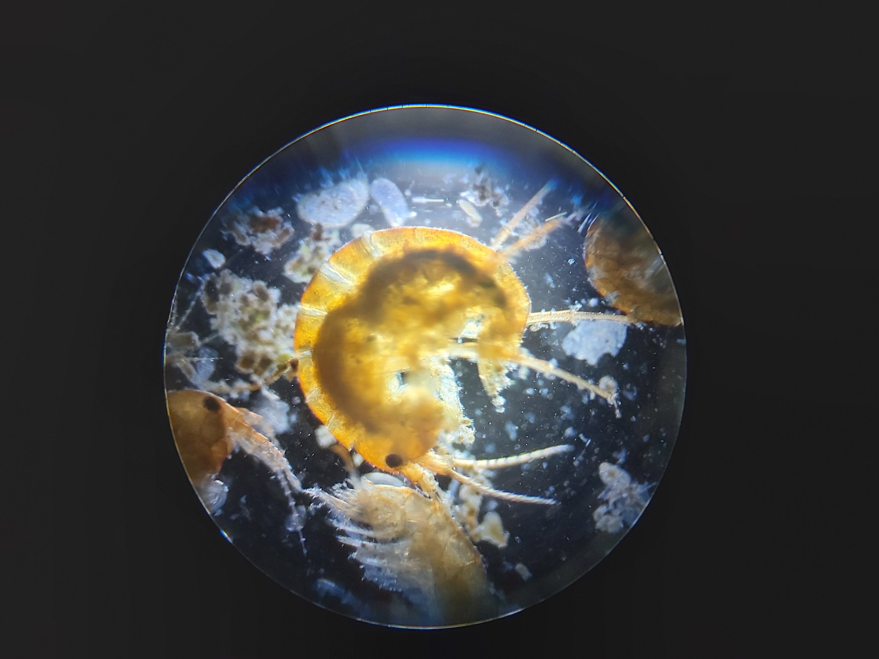 在印加统治者经常出没的古代温泉中,科学家发现新的淡水虾类物种Hyalella yashmara