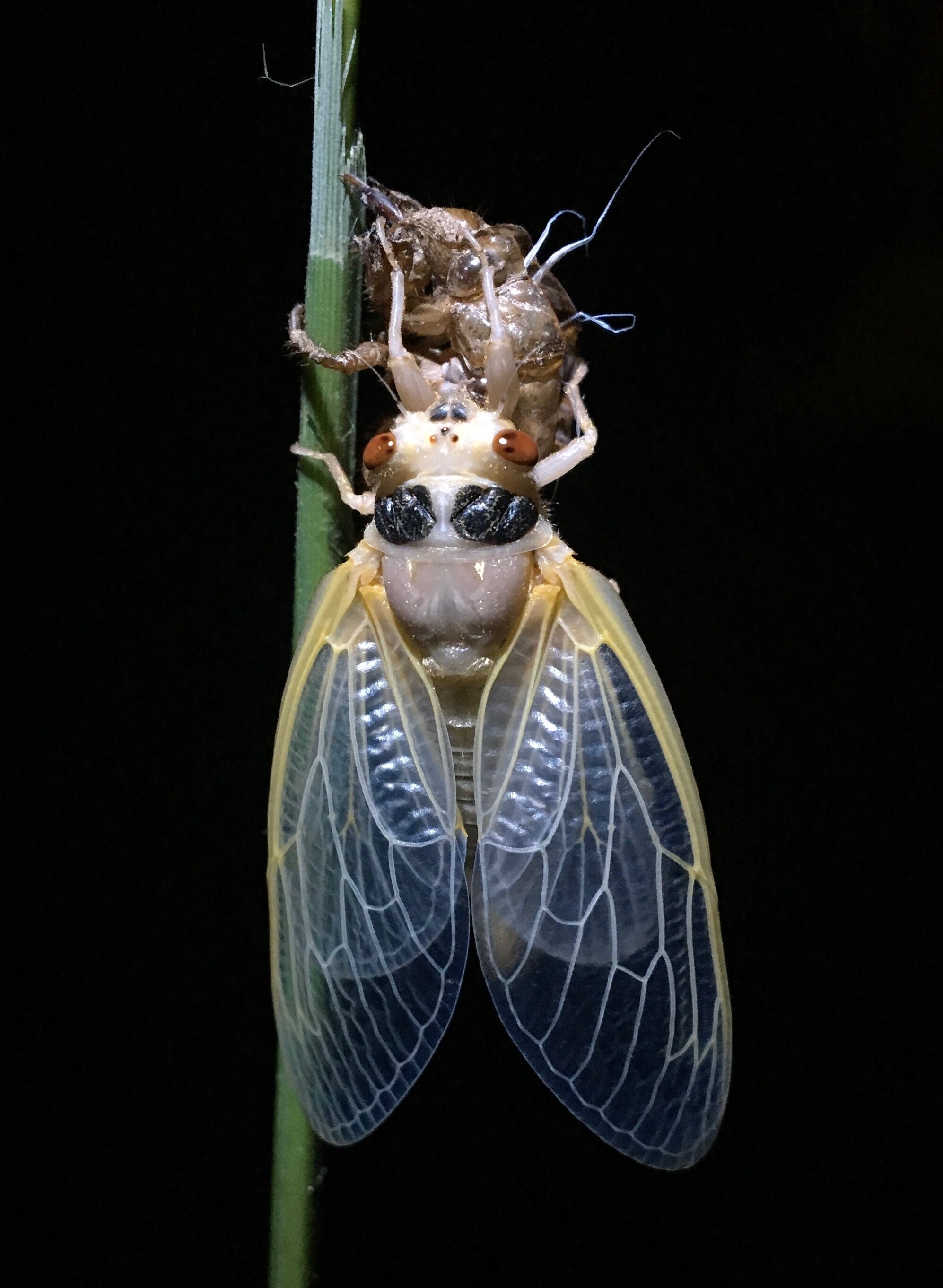 揭示蝉的出现对北美森林的生态影响