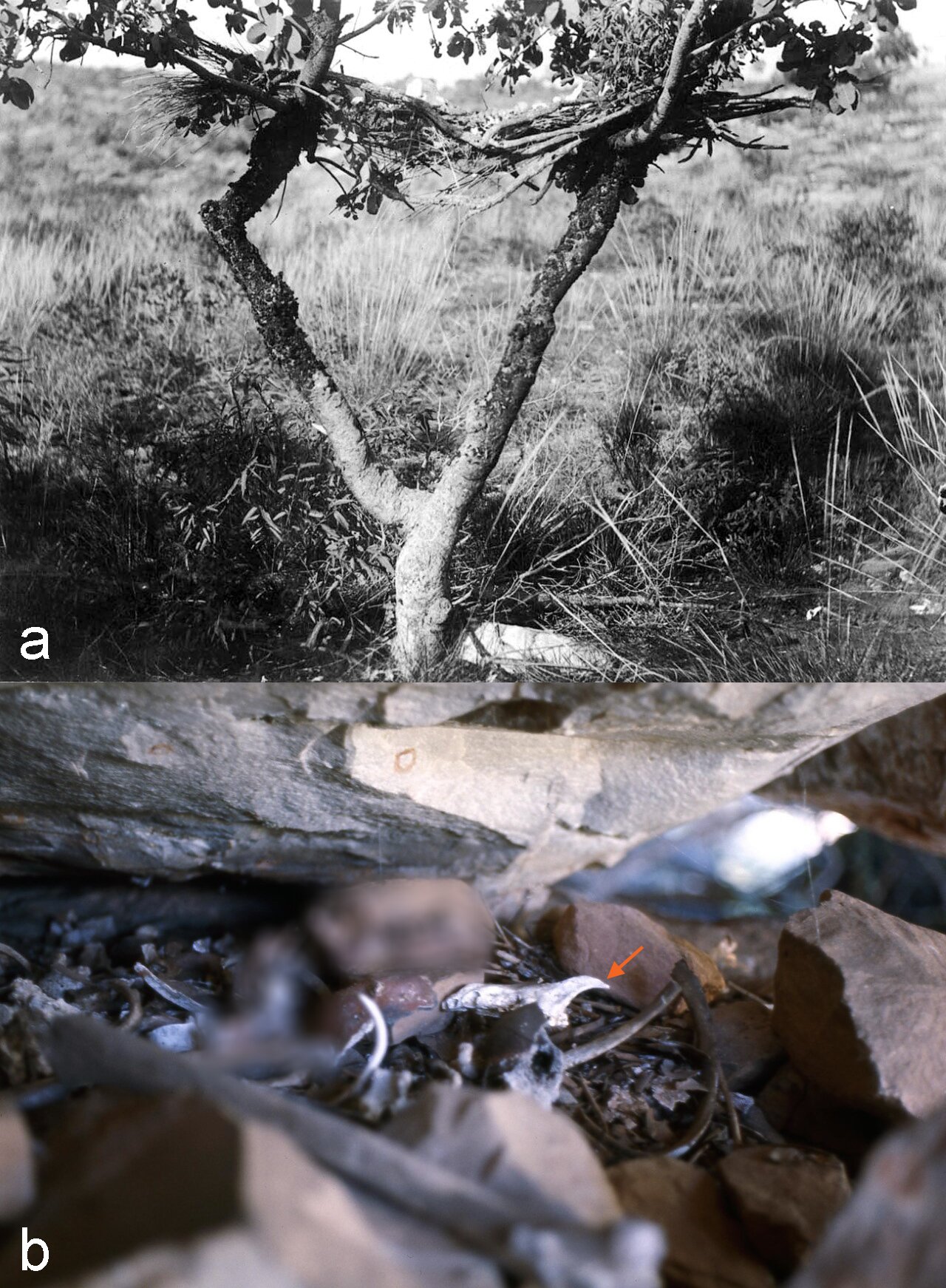 考古研究发现澳洲野狗在前殖民时代被赋予“近乎人类”的地位