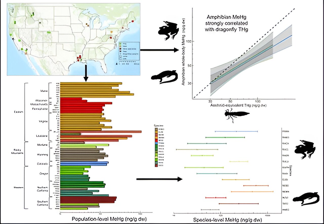 新的研究表明,两栖动物还有一件事要担心:甲基汞