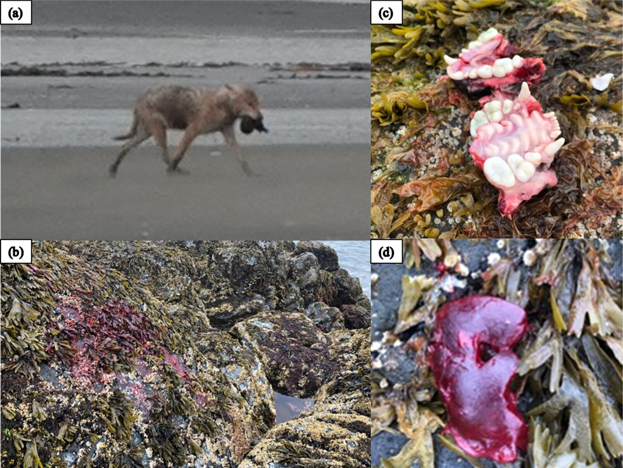 �о���Ա�۲쵽��Ⱥ�ڰ���˹�ӵĿ�����������ɱ��̡�Ͱߺ���