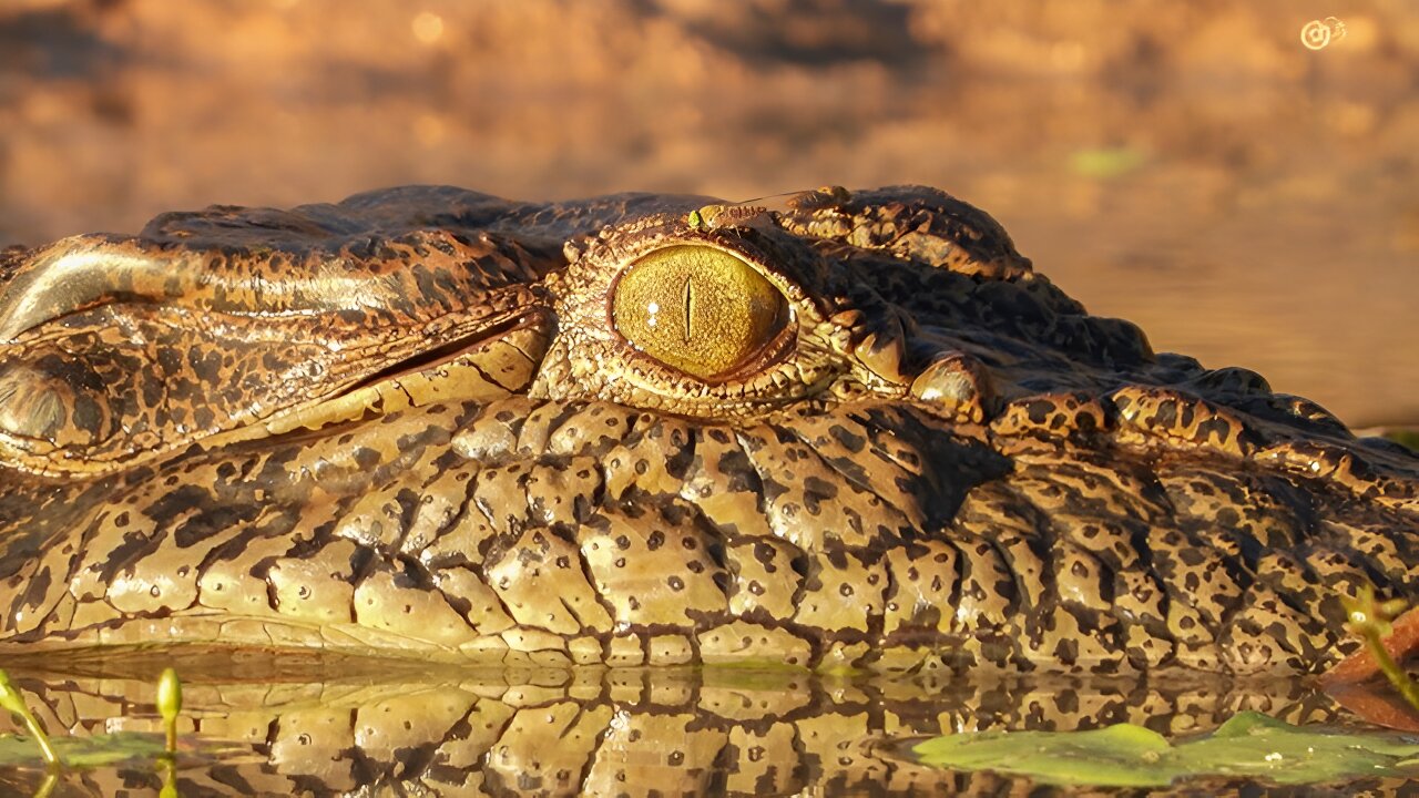 鳄鱼的生活:不仅仅是看上去的那样