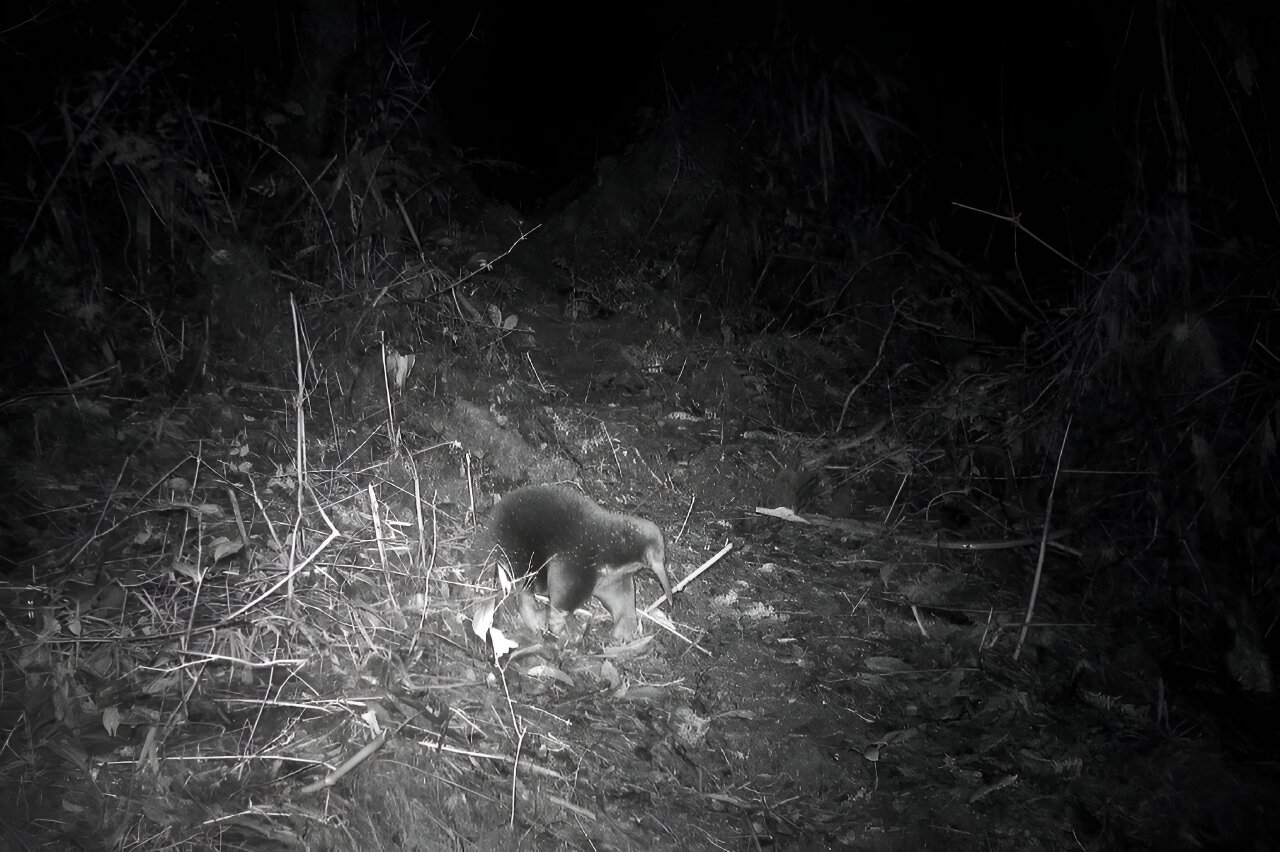 难以捉摸的阿滕伯勒长喙针鼹鼠在印度尼西亚被重新发现