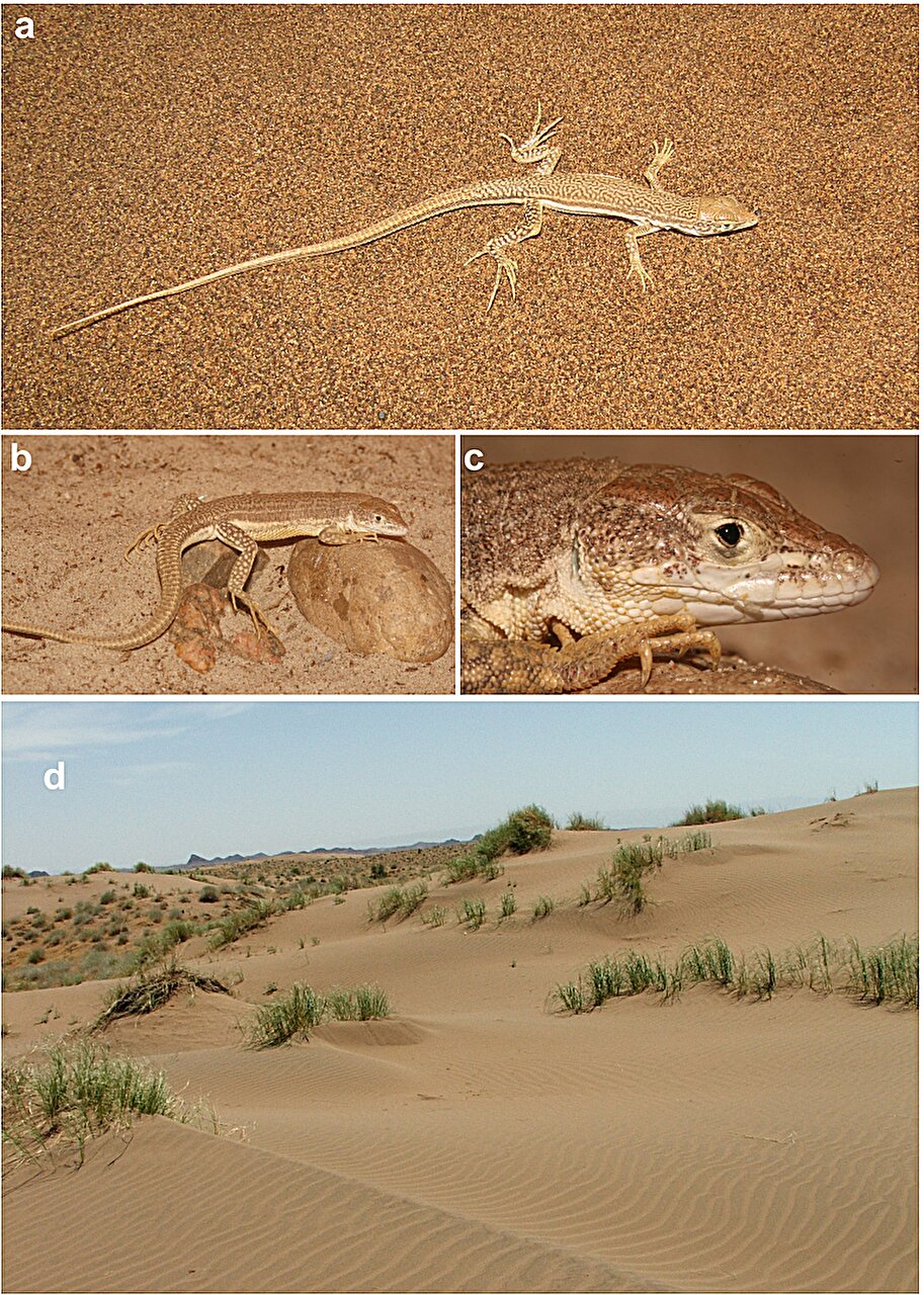 伊朗发现两种新的蜥蜴