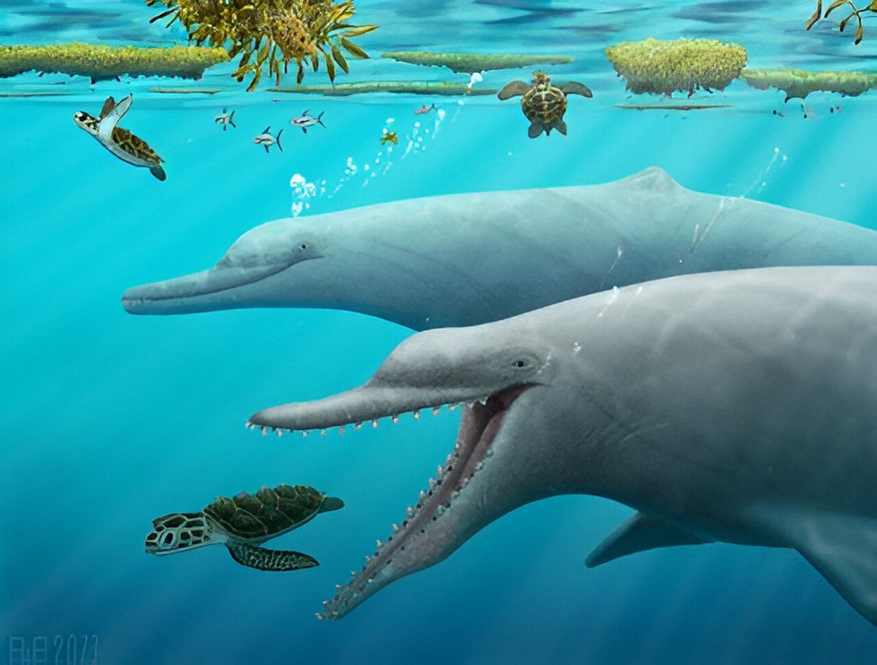 研究揭示了鲸鱼和海豚如何使用回声定位的新线索