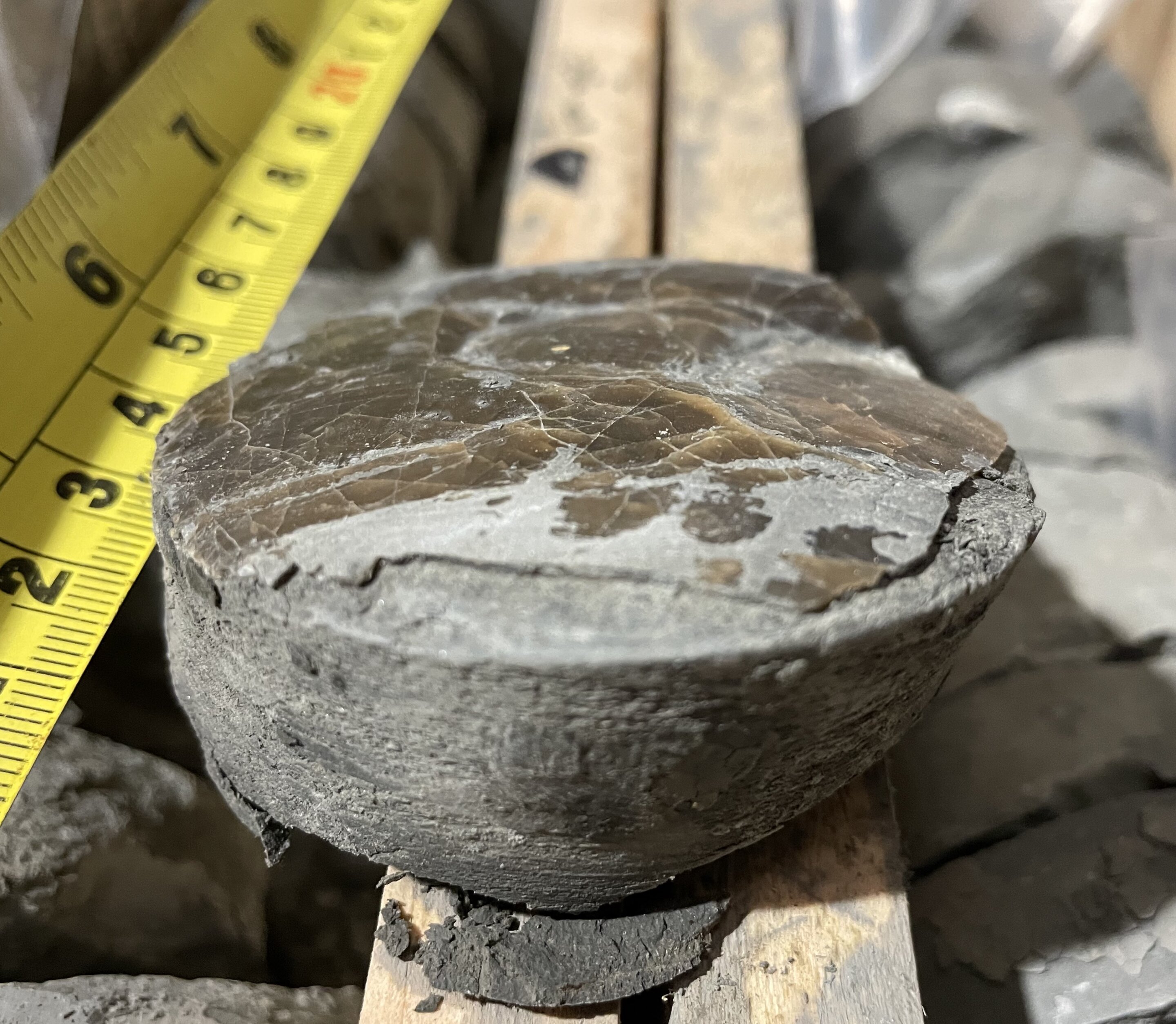 类似今天的缺氧水平在2亿年前的海洋灭绝中起了主要作用