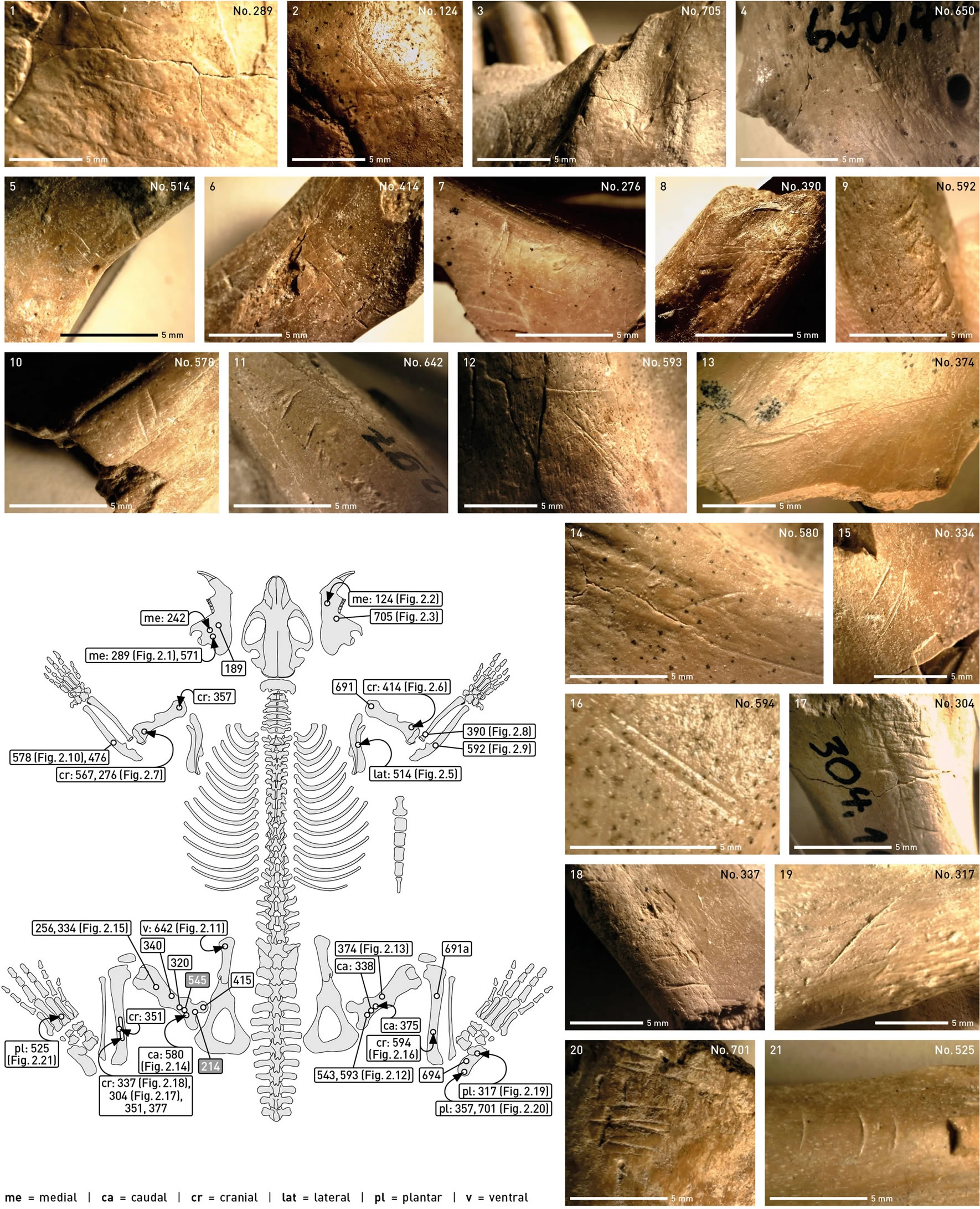 海狸的开发证明了中更新世人类猎物选择的多样性