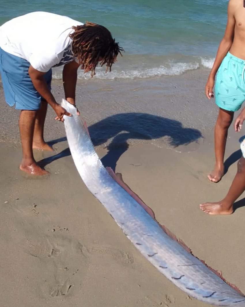 罕见“地震鱼”皇带鱼现身加勒比海的岛屿国家多米尼加共和国