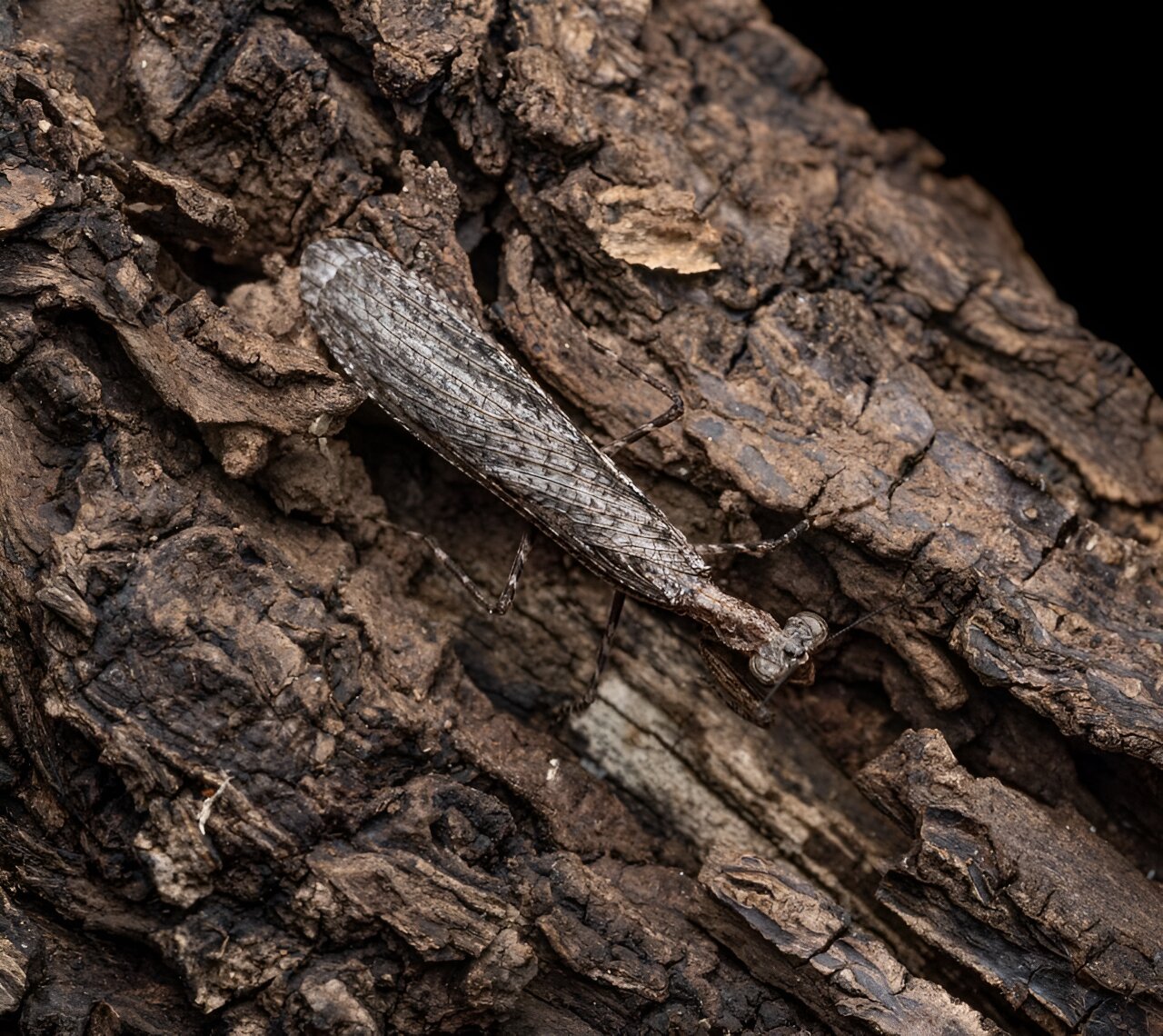 公民科学家帮助发现两种新的螳螂物种