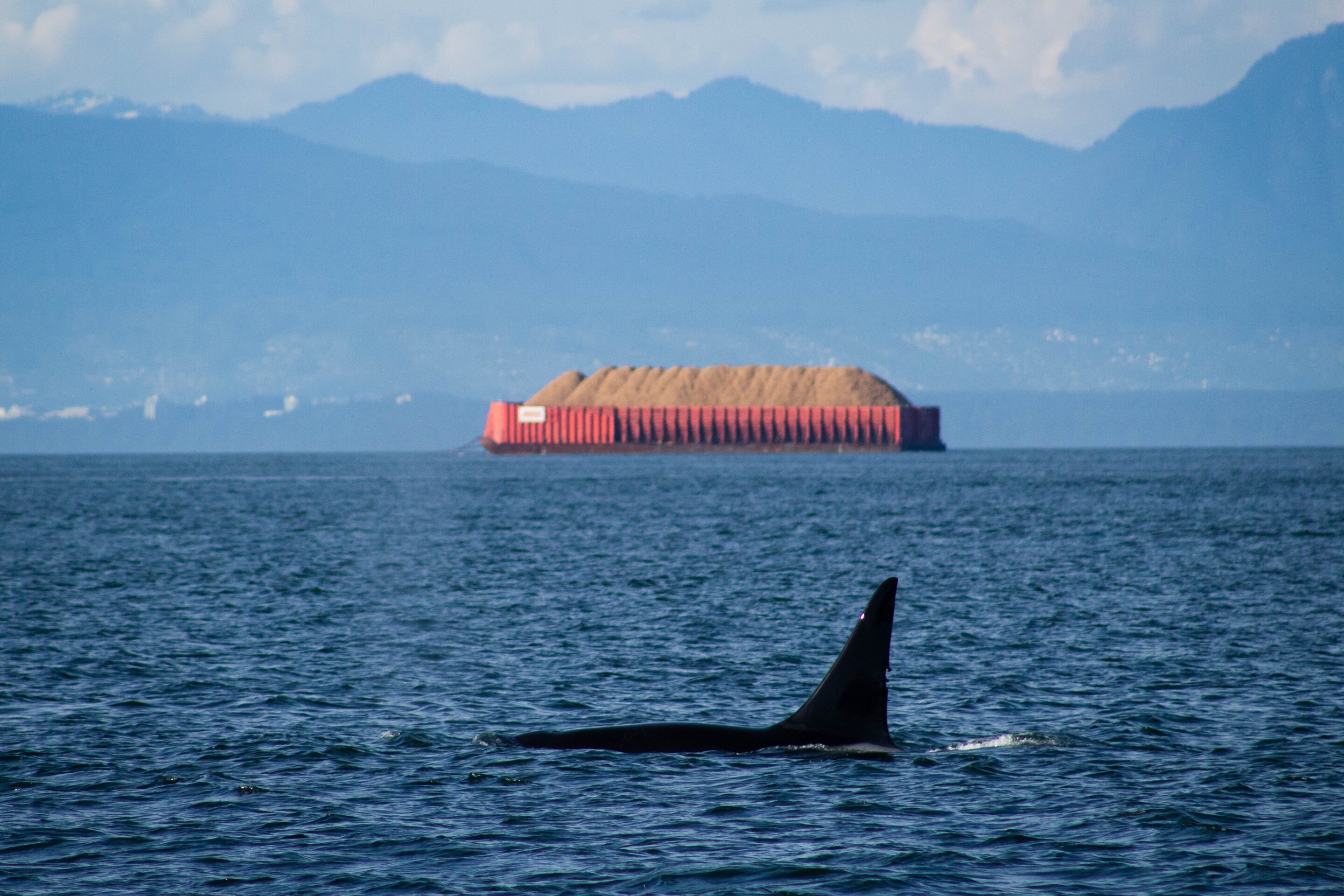 英国鲸鱼和海豚体内的有毒化学物质超过了安全限度