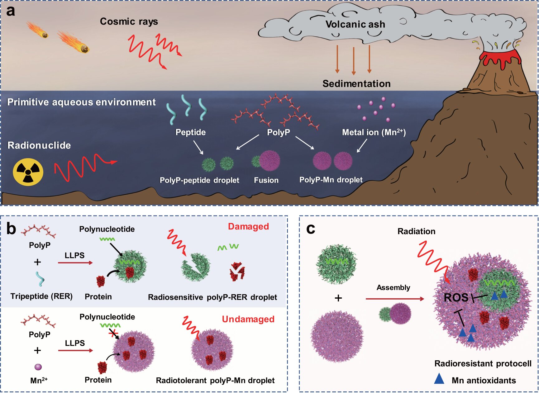 地球早期生命在宇宙辐射中幸存的一种可能方式